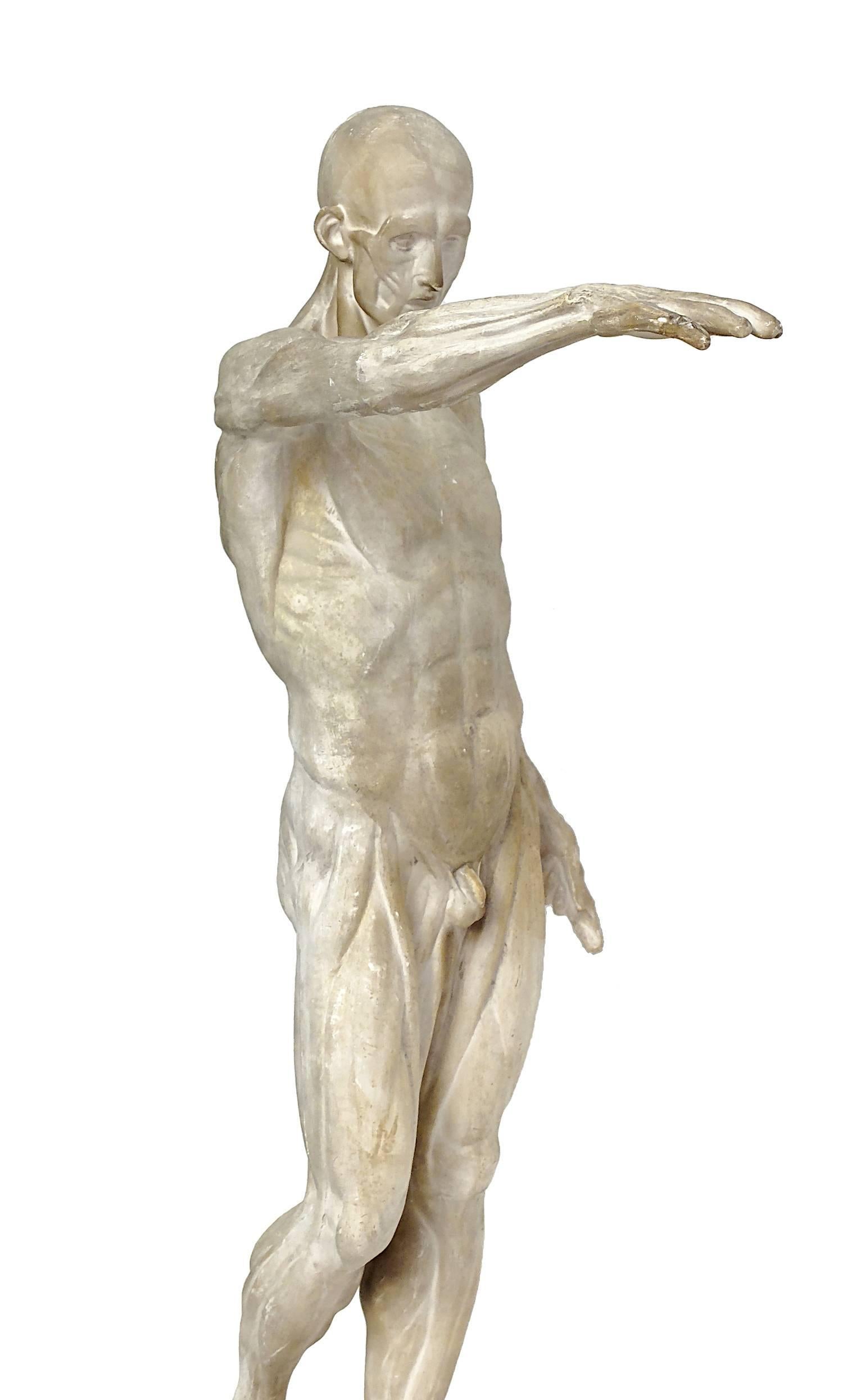 Anatomical Flayed Cast Depicting a Standing Man with Lifted Arm In Good Condition In Milan, IT
