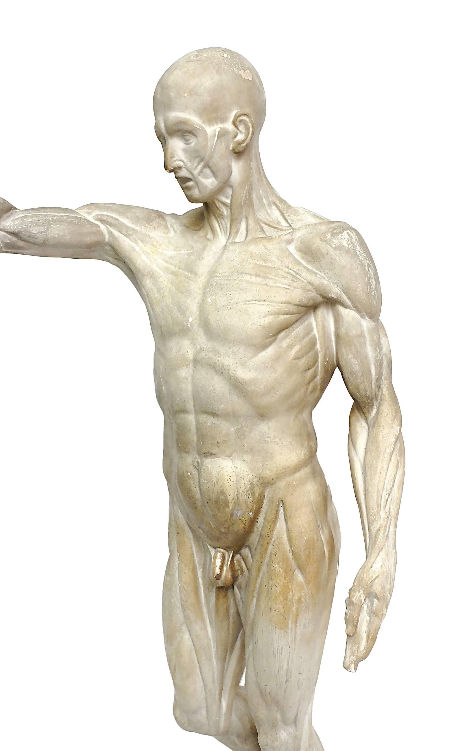 Plaster Anatomical Flayed Cast Depicting a Standing Man with Lifted Arm