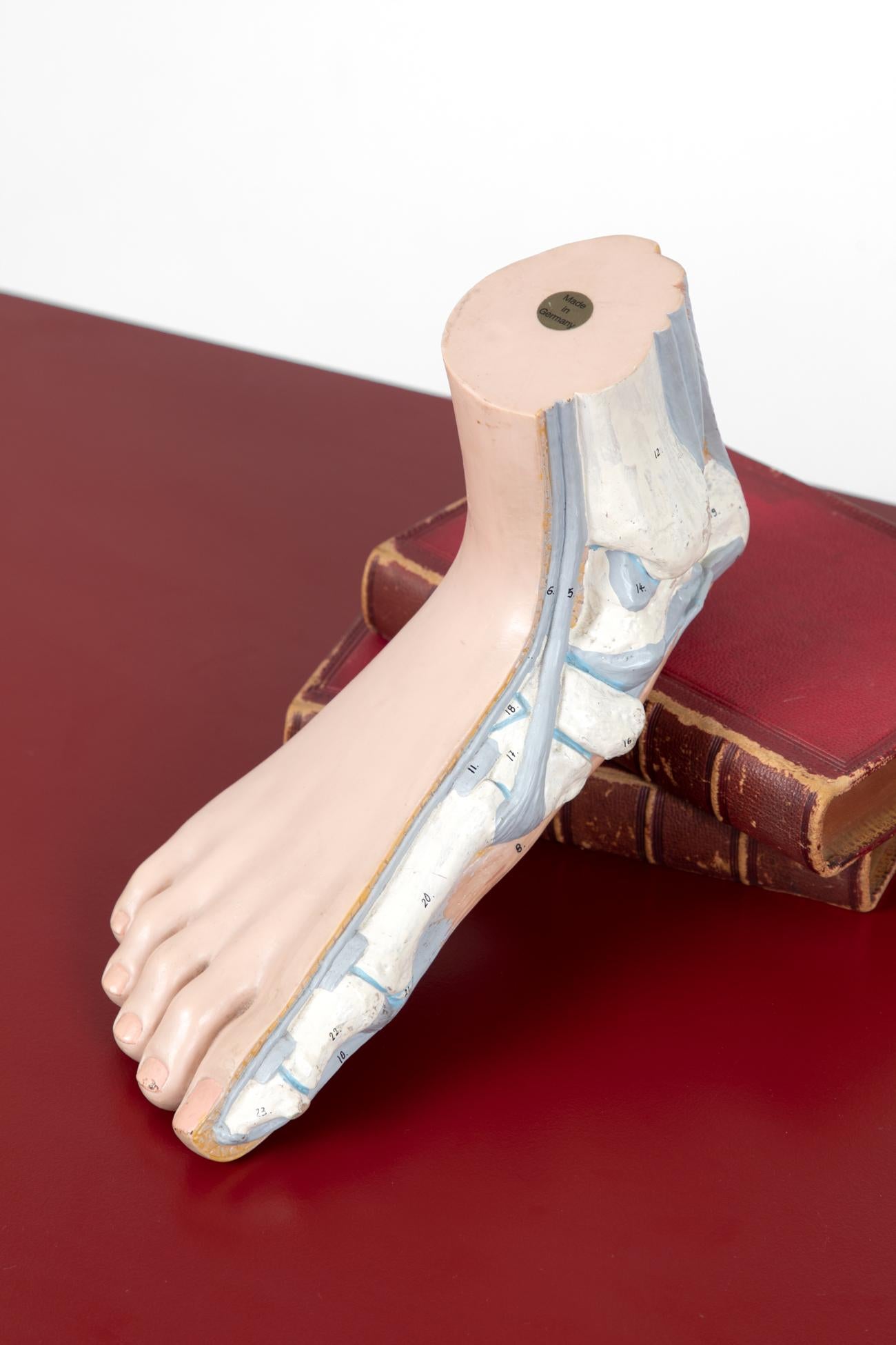 Moderne Modèle anatomique de pied en vente