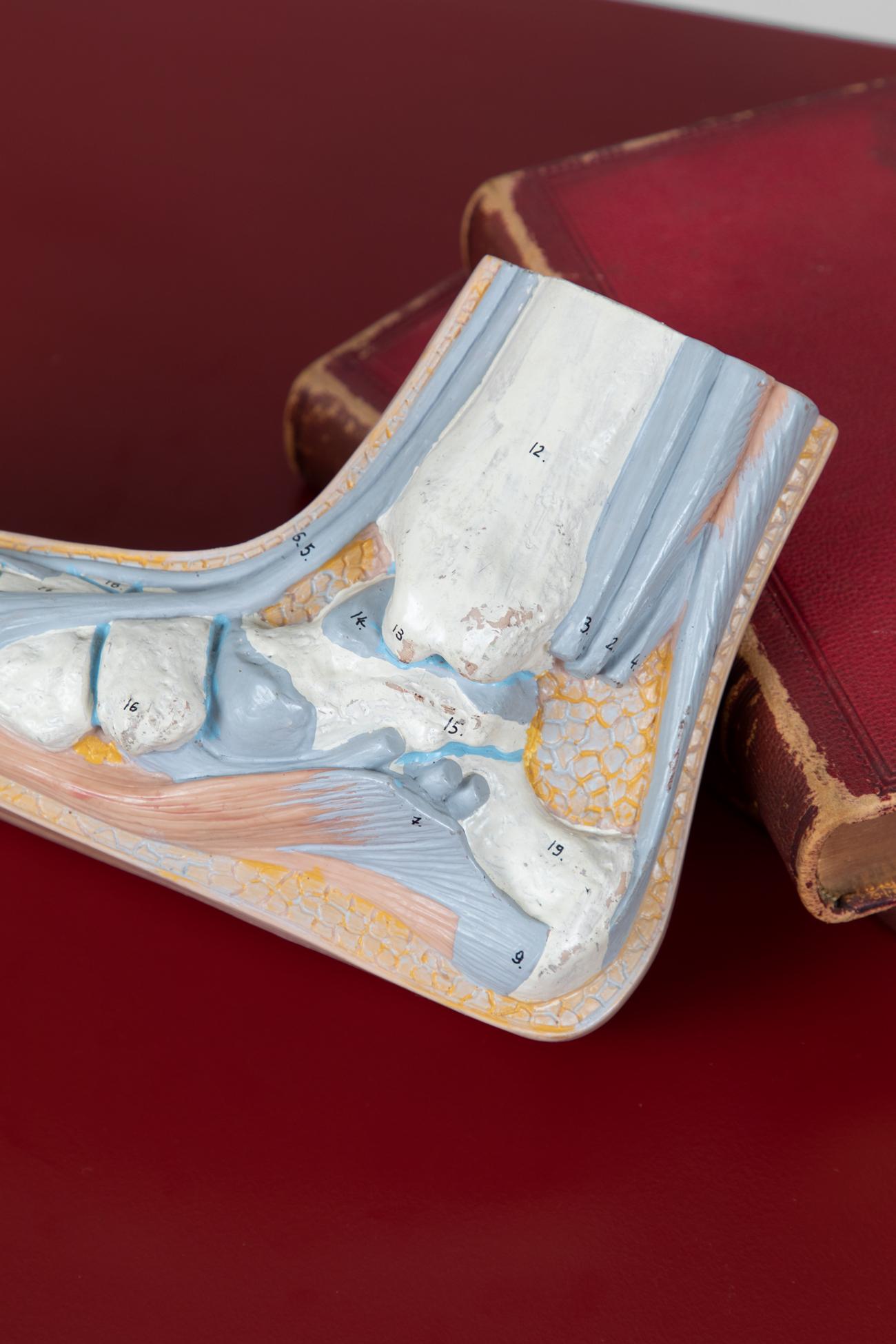 Molded Anatomical Foot Model For Sale