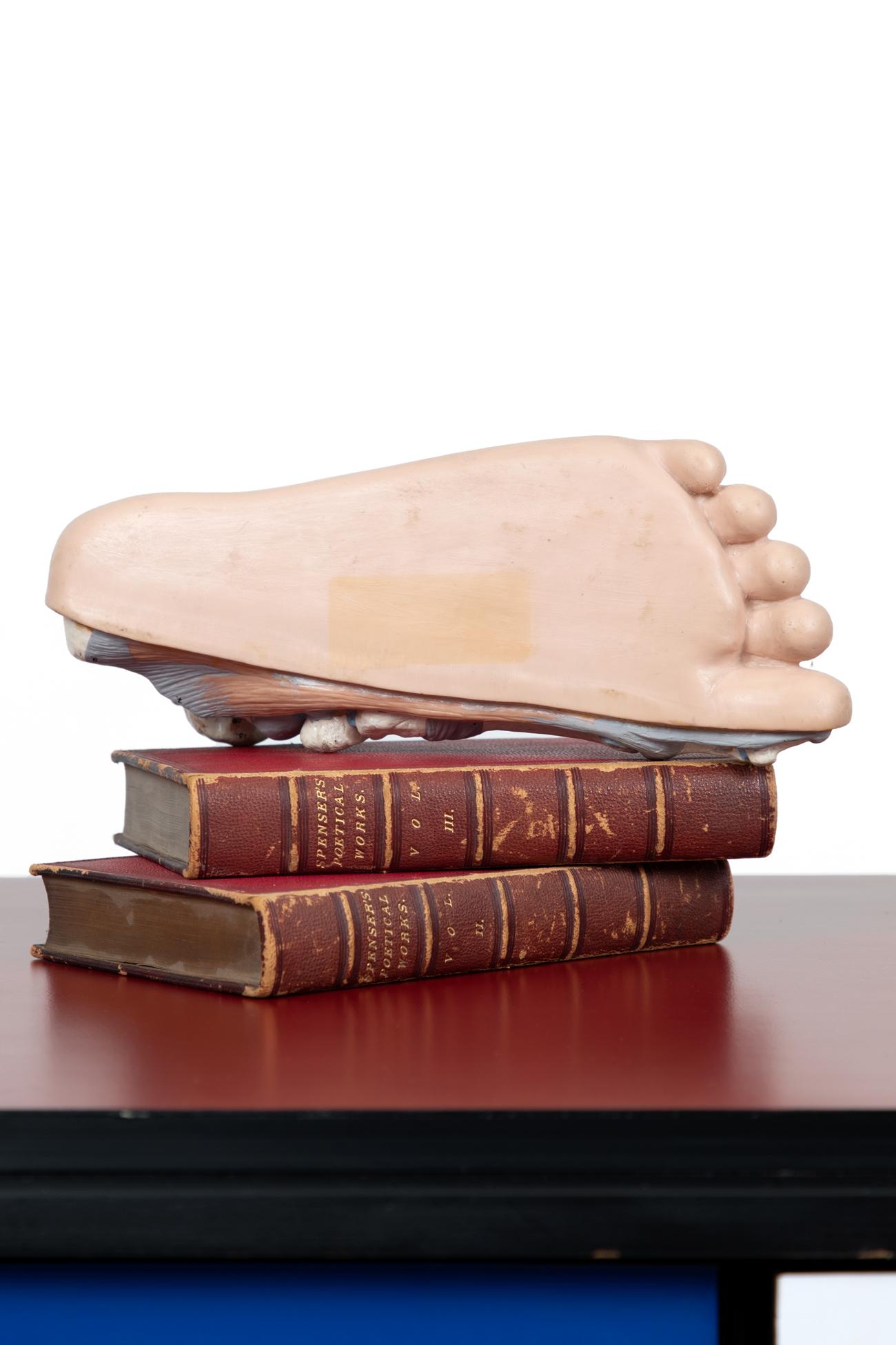 Anatomical Foot Model In Good Condition For Sale In Faversham, GB