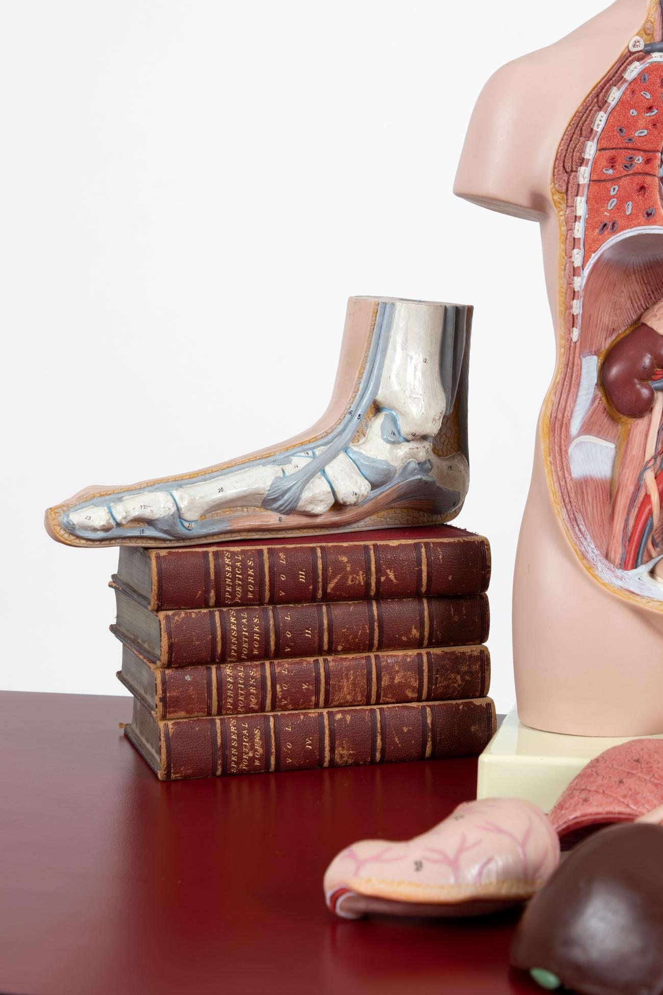 20ième siècle Modèle anatomique de pied en vente