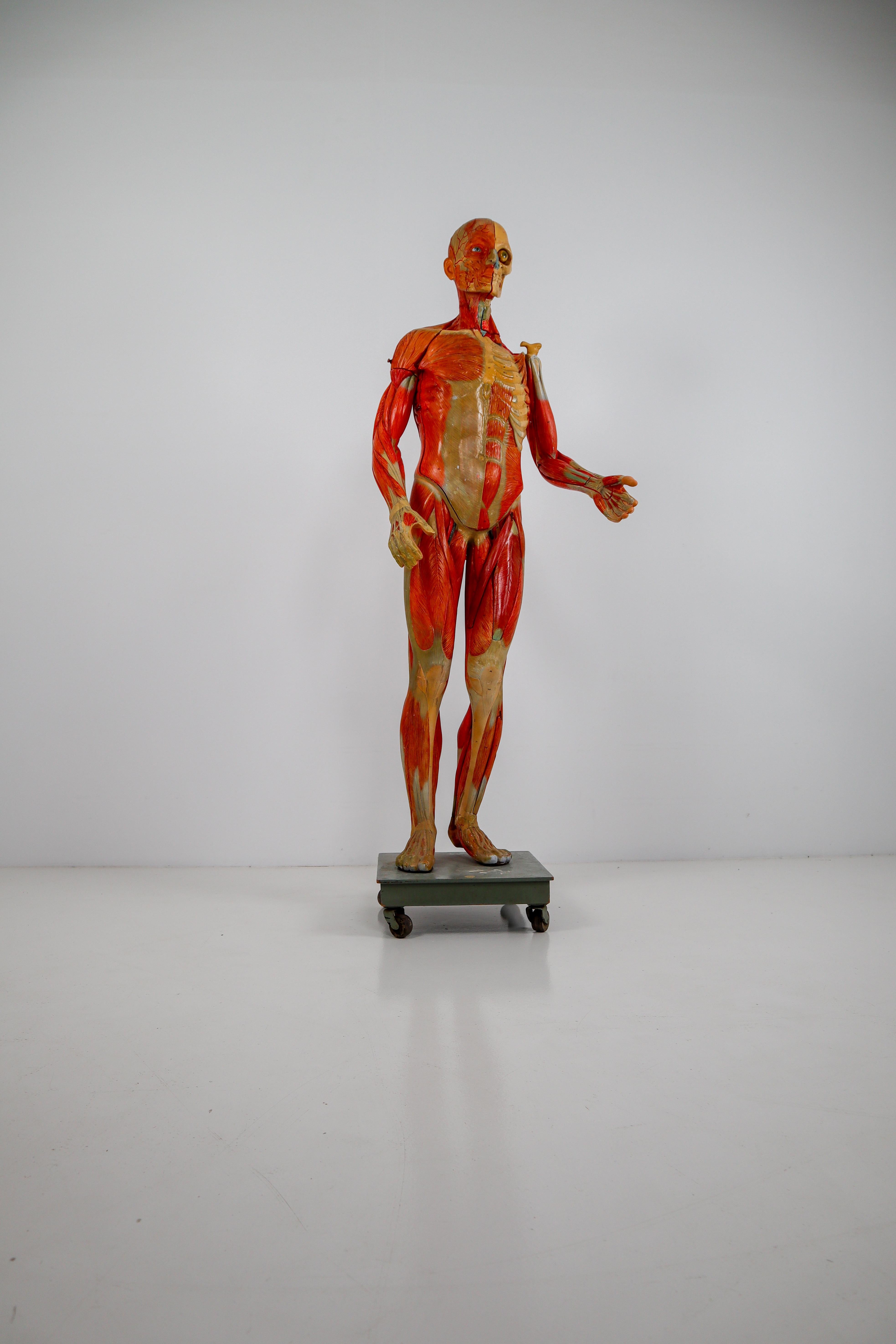 Anatomical Human Model, circa 1930s 8