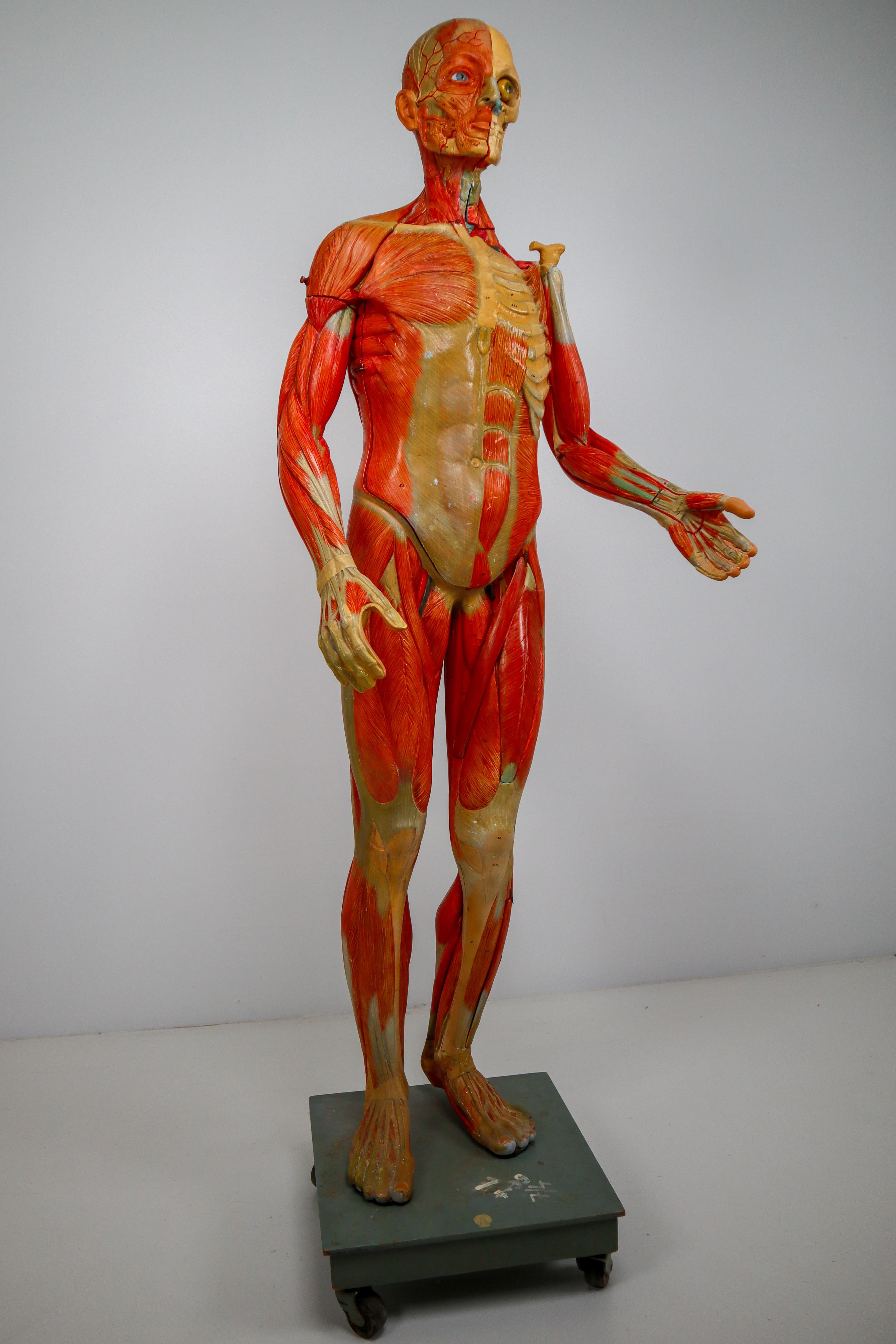 Anatomical Human Model, circa 1930s 9