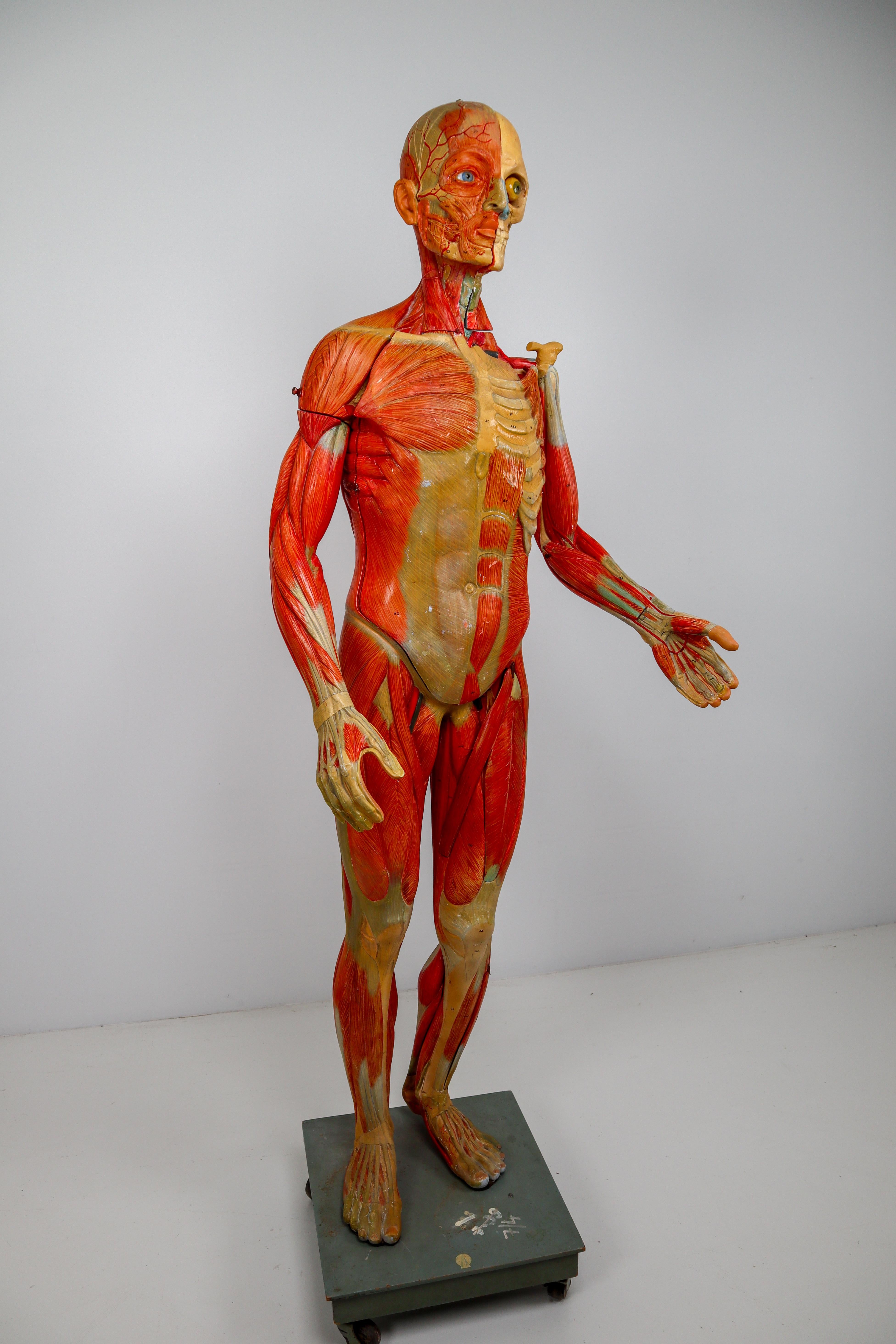 European Anatomical Human Model, circa 1930s