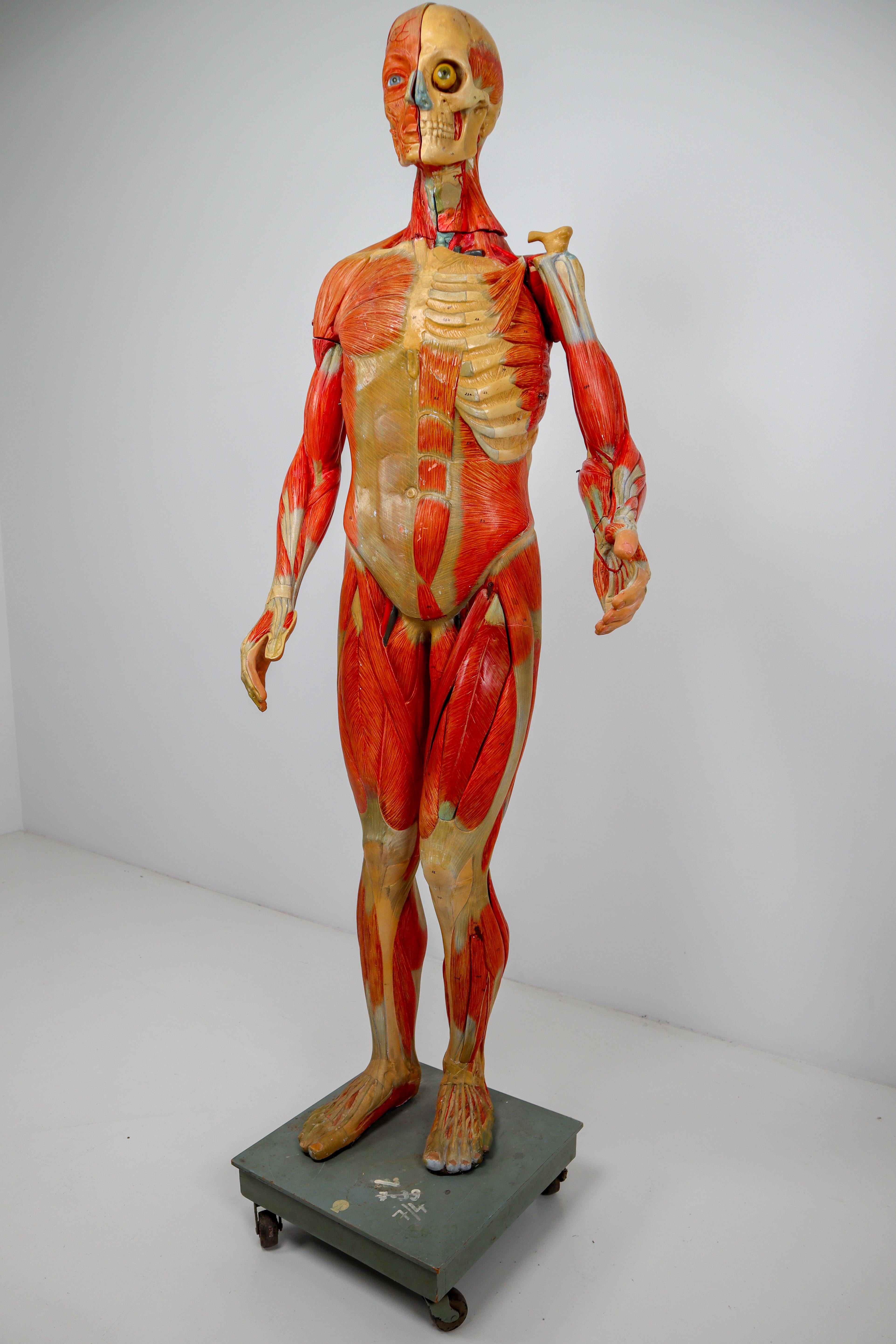Anatomical Human Model, circa 1930s In Excellent Condition In Almelo, NL