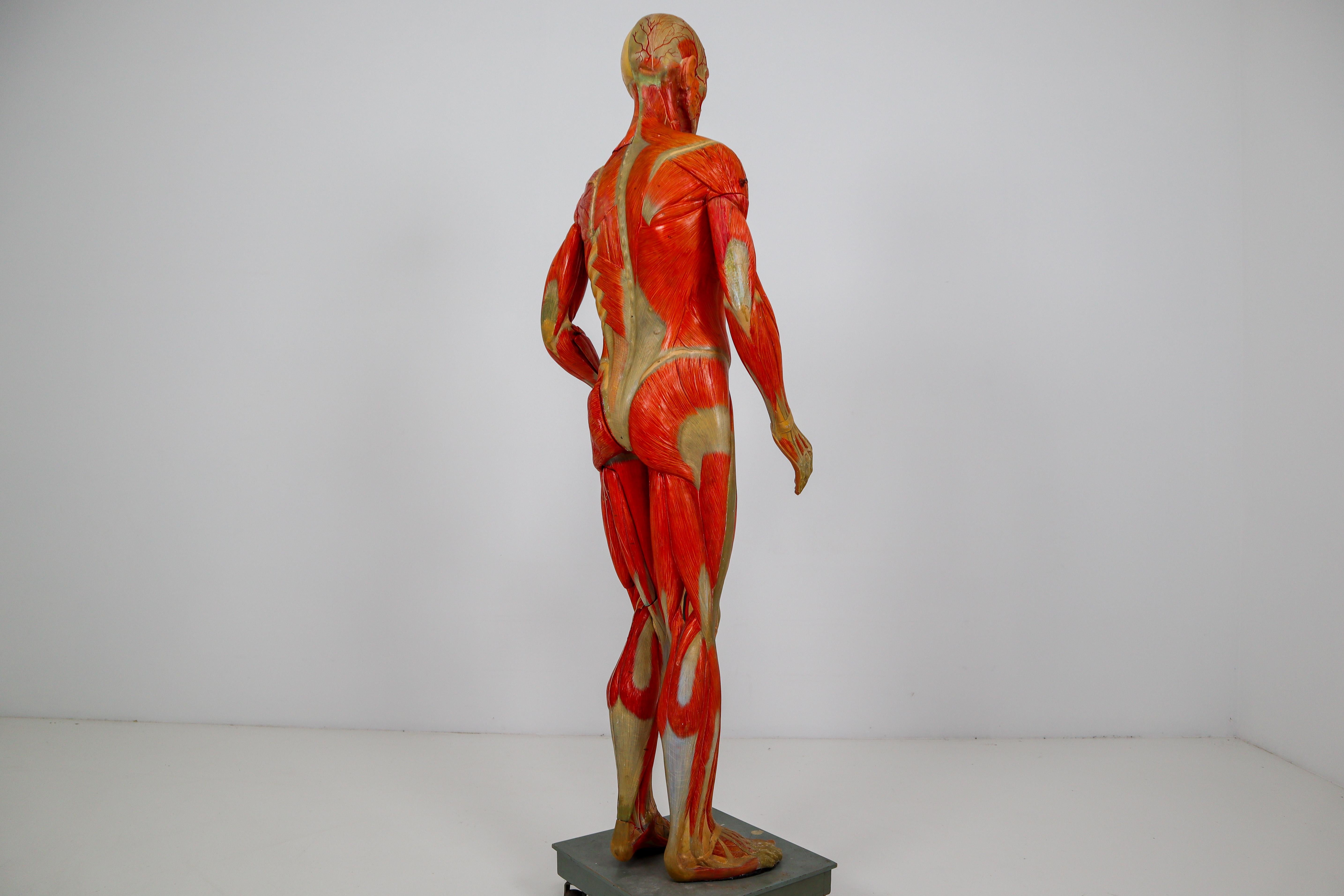 Mid-20th Century Anatomical Human Model, circa 1930s