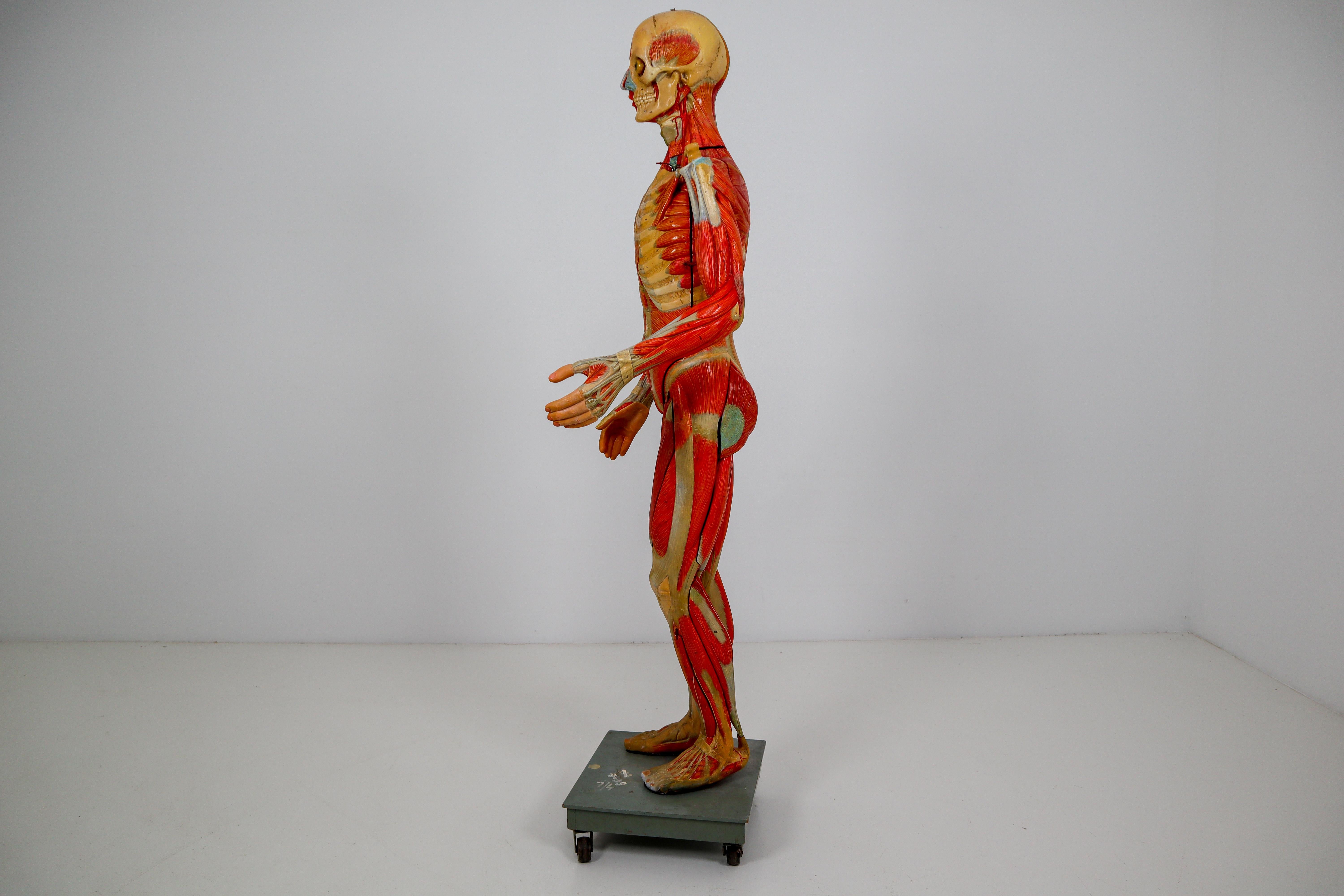 Wood Anatomical Human Model, circa 1930s