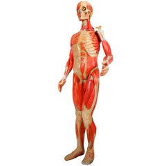 Anatomical Human Model, circa 1930s