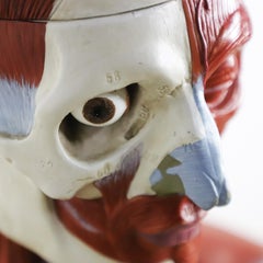 Anatomical Medical Teaching Display, circa 1960