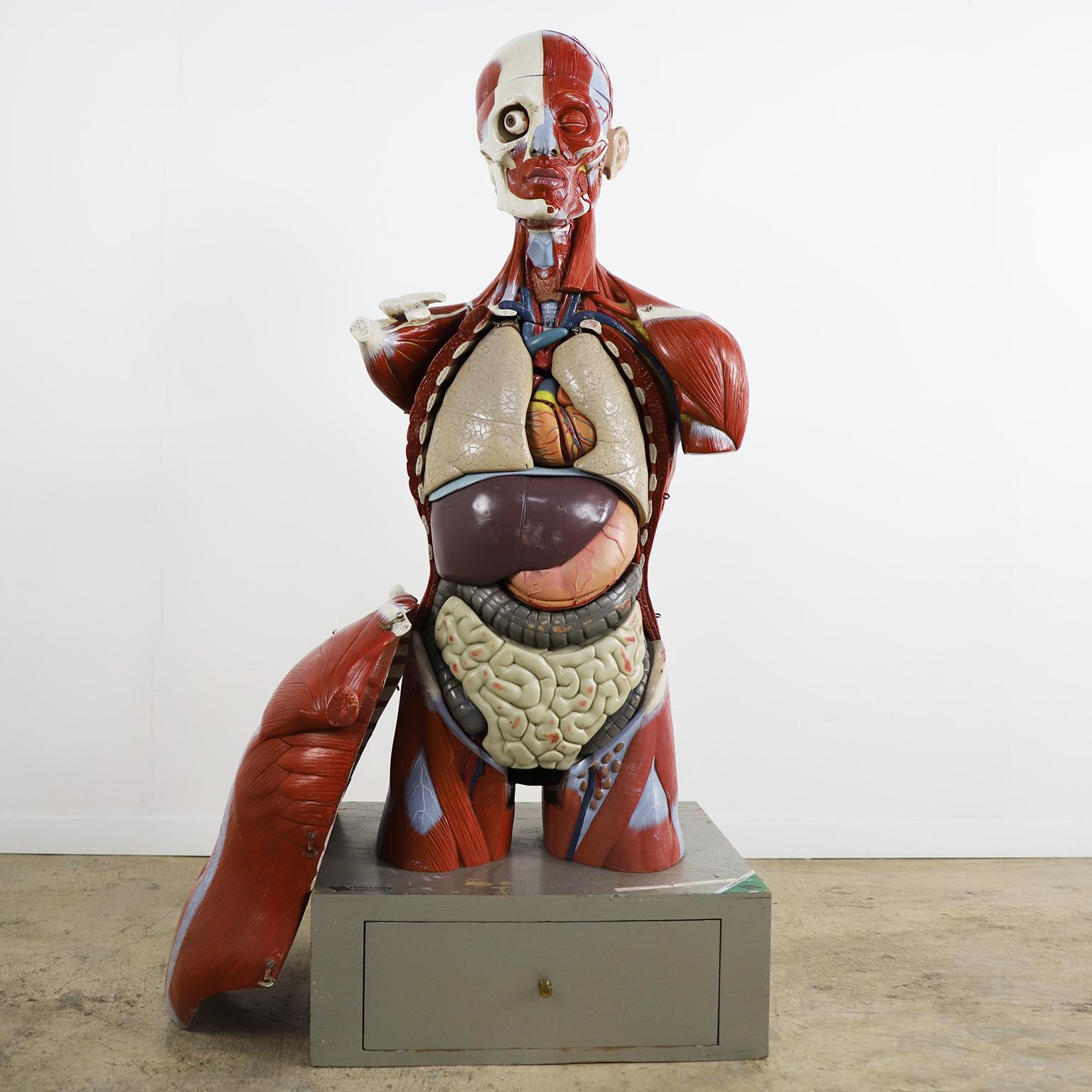Messicano Espositore anatomico per l'insegnamento della medicina, circa 1960 in vendita