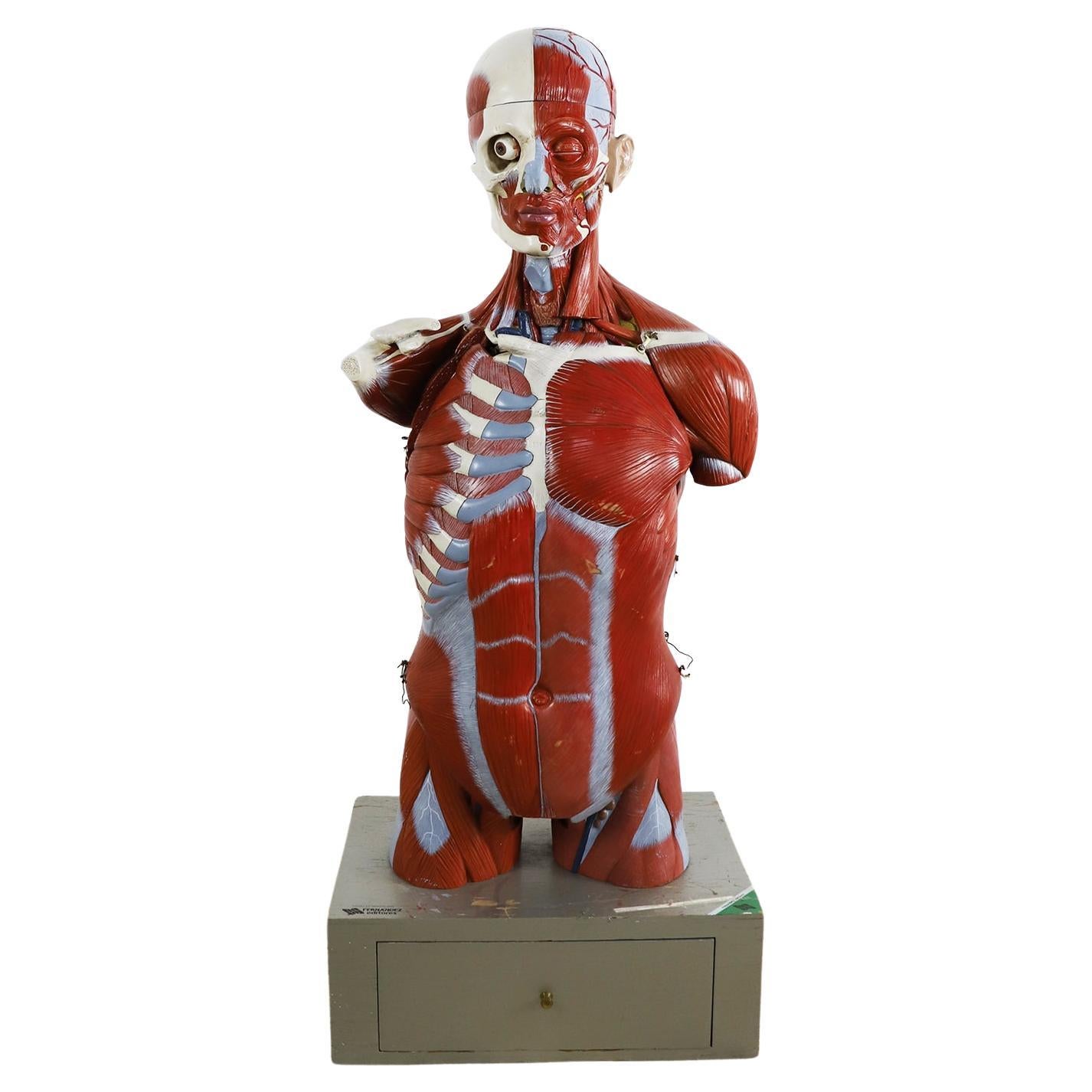 Anatomical Medical Teaching Display, circa 1960 For Sale