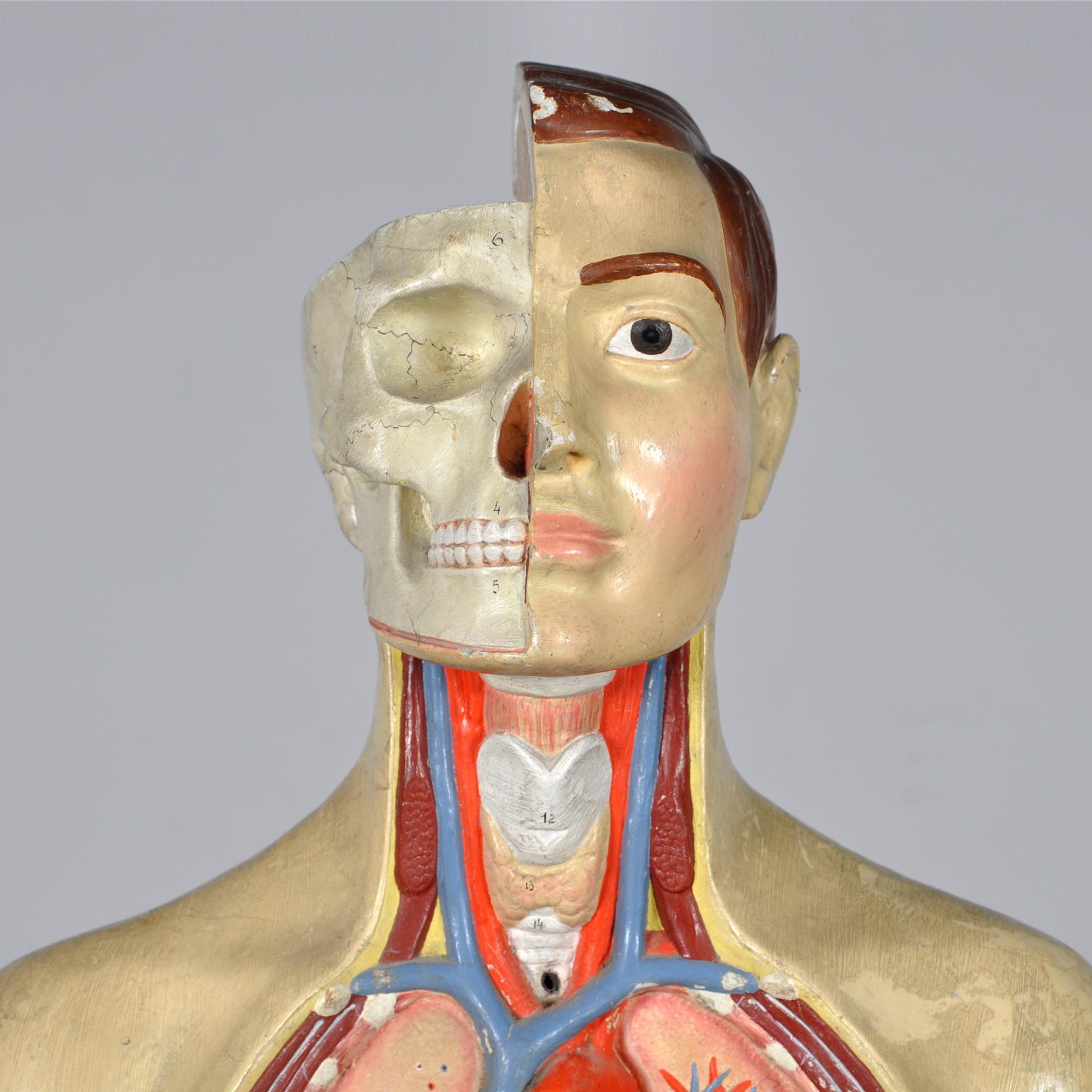 Anatomical Model, 1940's For Sale 3