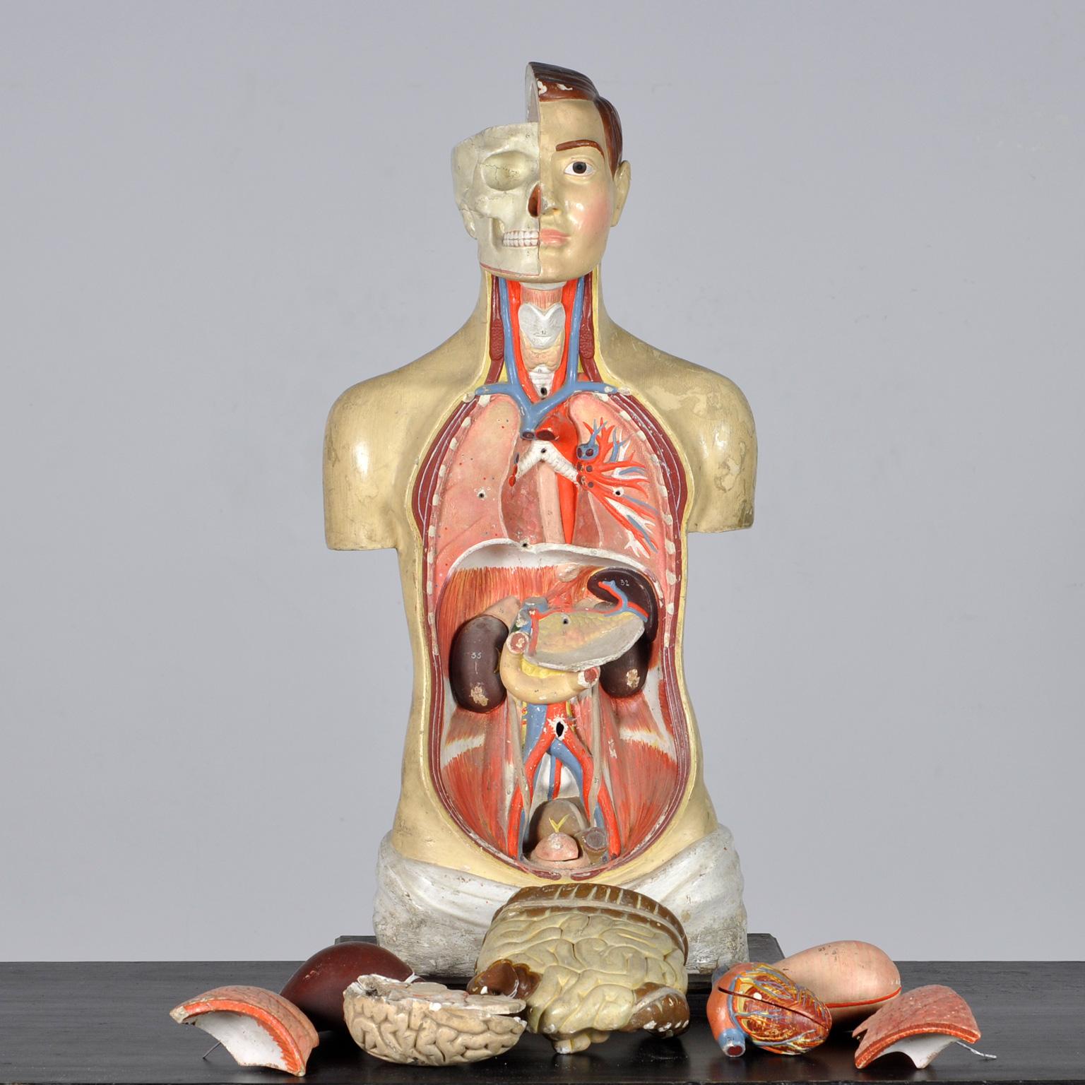 Anatomical Model, 1940's For Sale 4