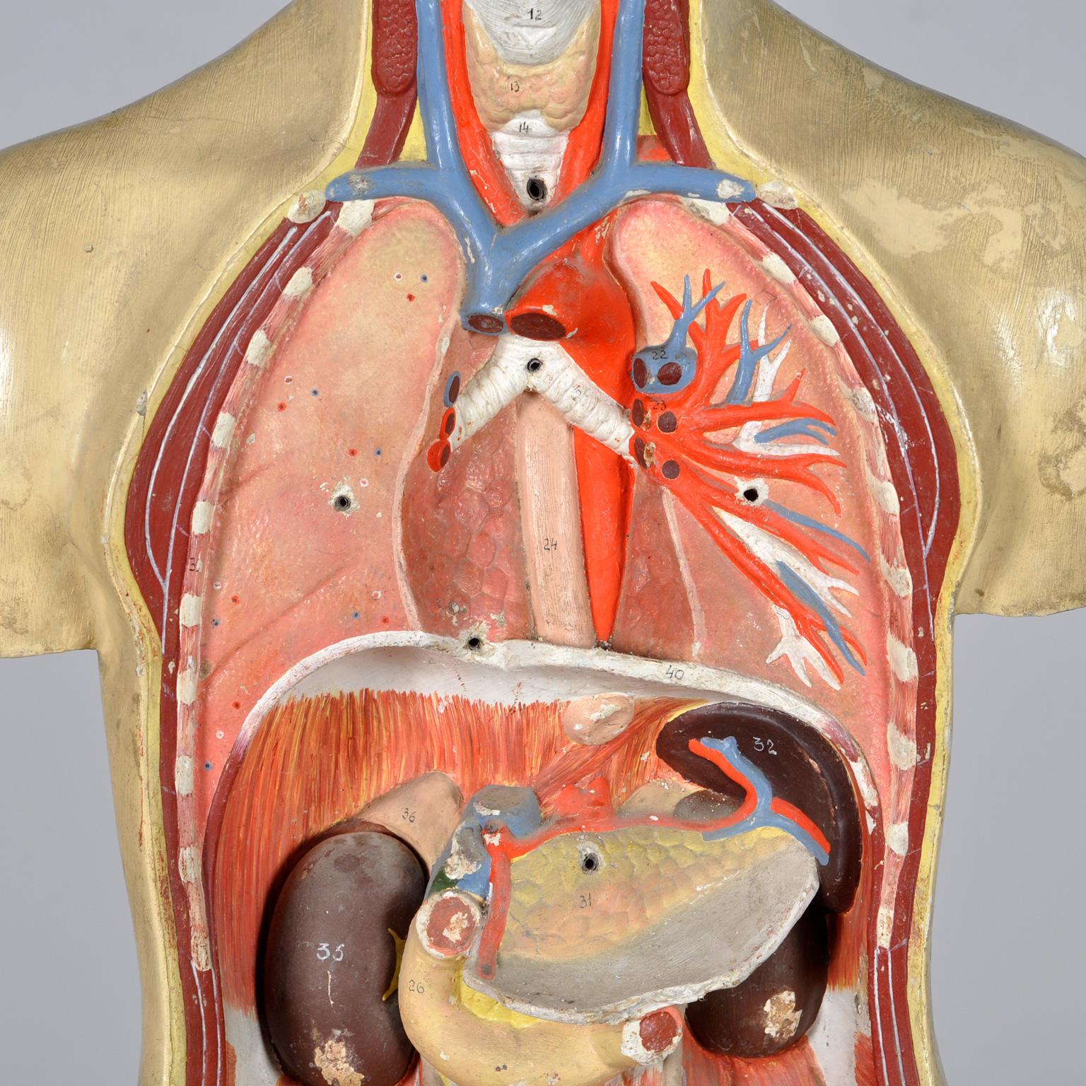 Anatomical Model, 1940's For Sale 5