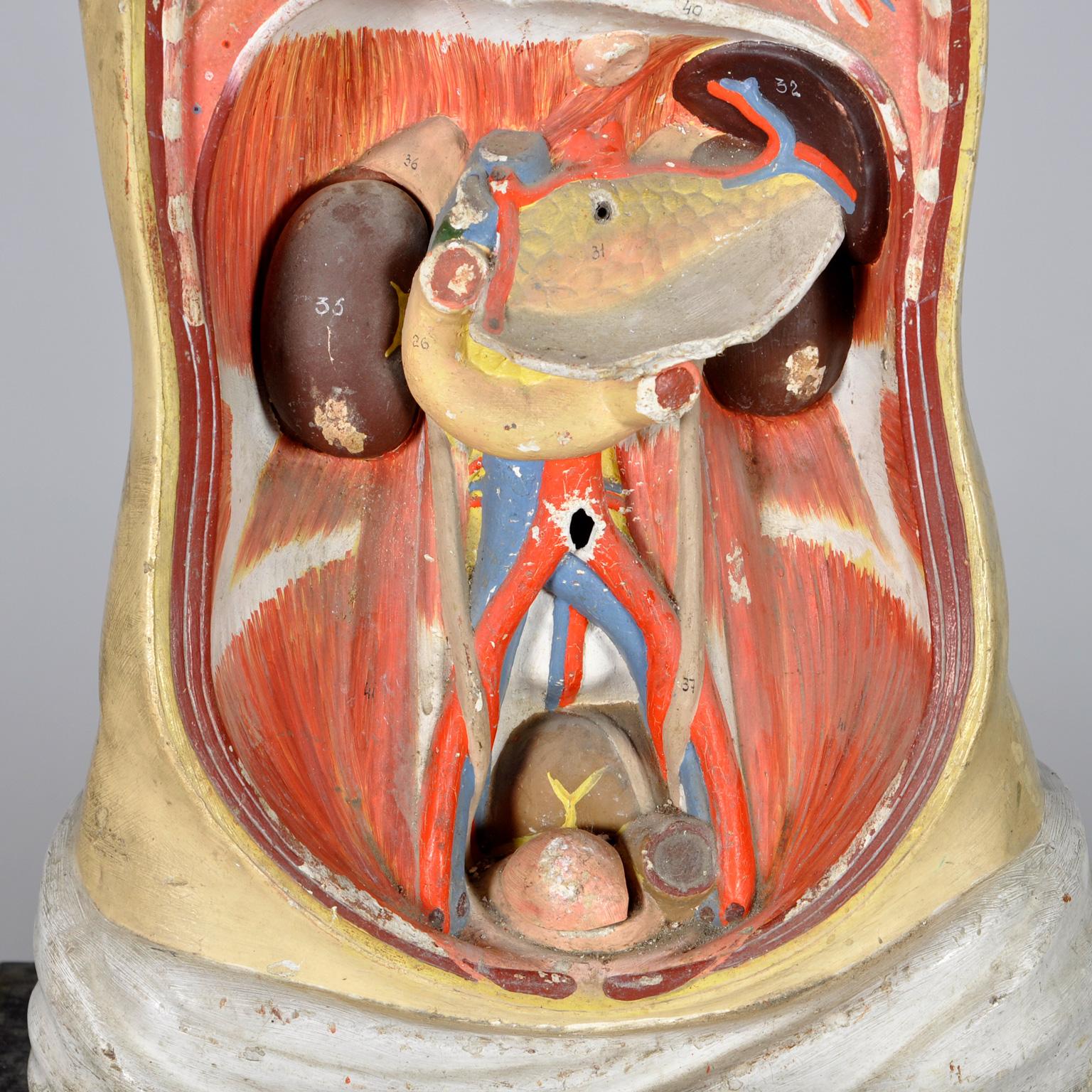 Anatomical Model, 1940's For Sale 6