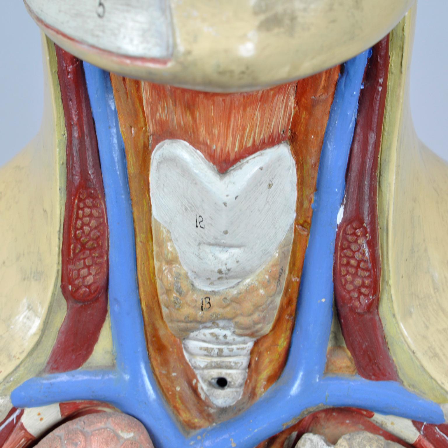 Anatomical Model, 1940s 8