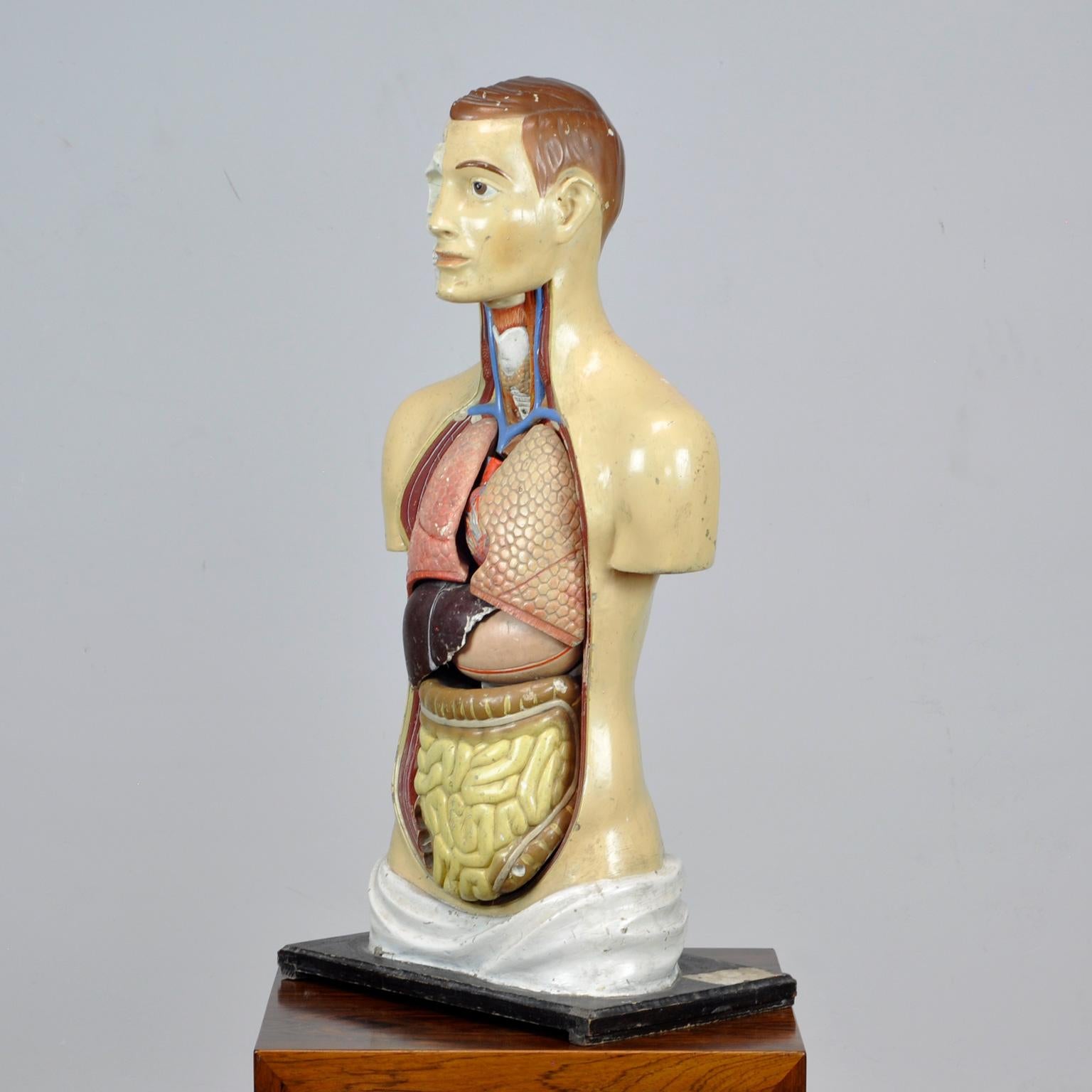 Vintage anatomical model made in the 1940s. It is made of papier mâché and plaster. Hand painted and very detailed. The organs are removable and the model is in a good vintage condition with some minor defects and cracks on the surface. What makes