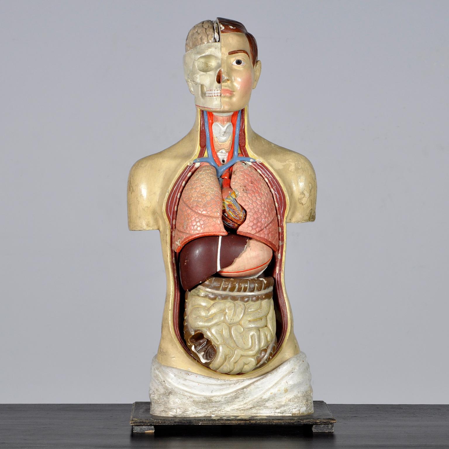 Vintage anatomical model made in the 1940s/50s. It is made of plaster and steel wire. Hand-painted and very detailed. The organs are removable.
The model is in good vintage condition with some minor defects and marks on the surface. There are also a