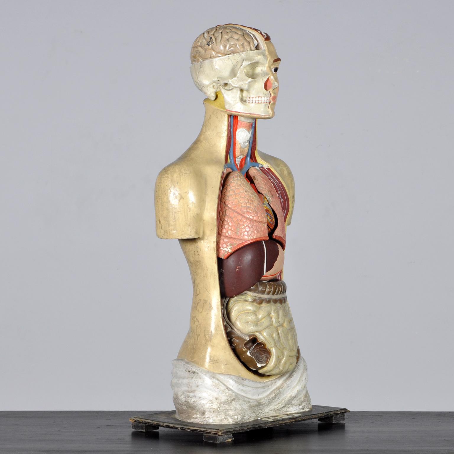 Industrial Anatomical Model, 1940's For Sale