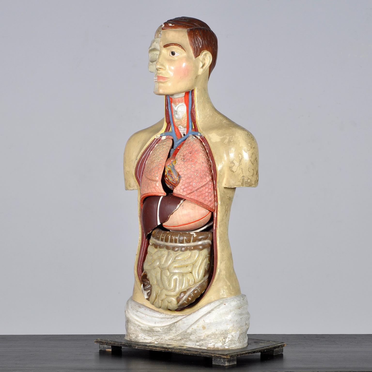 German Anatomical Model, 1940's For Sale