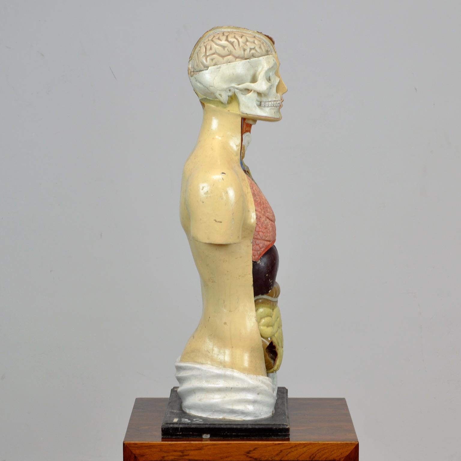 Mid-20th Century Anatomical Model, 1940s