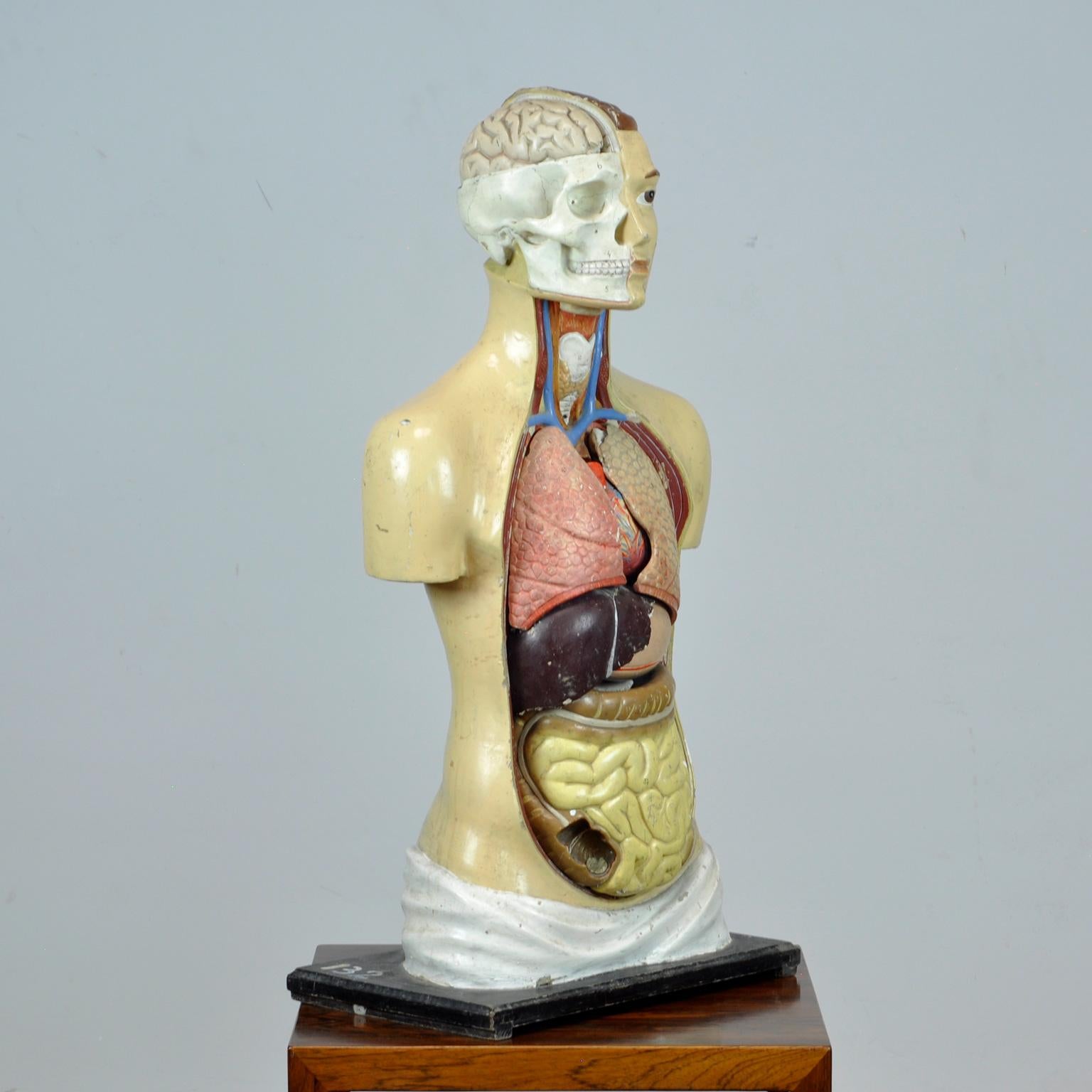 Plaster Anatomical Model, 1940s