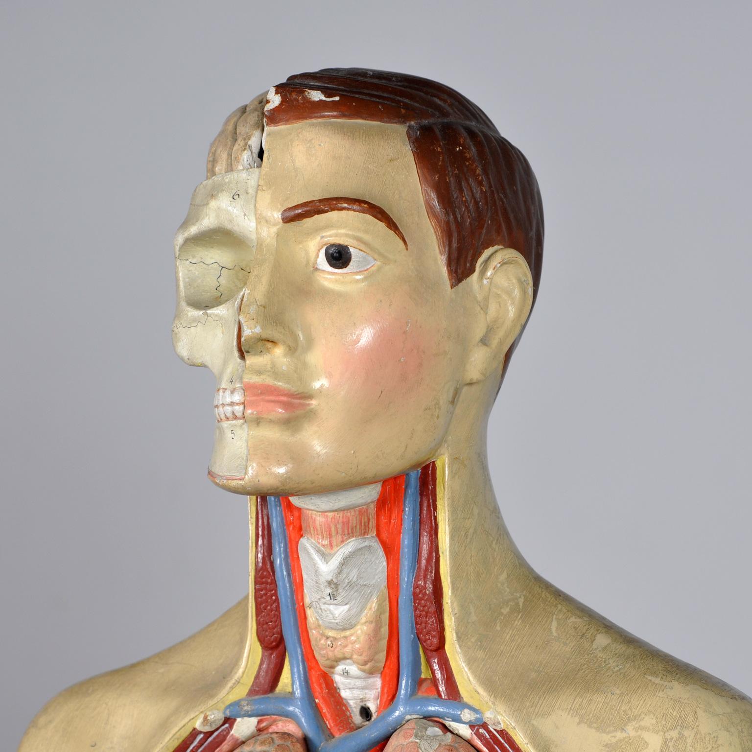 Plaster Anatomical Model, 1940's For Sale