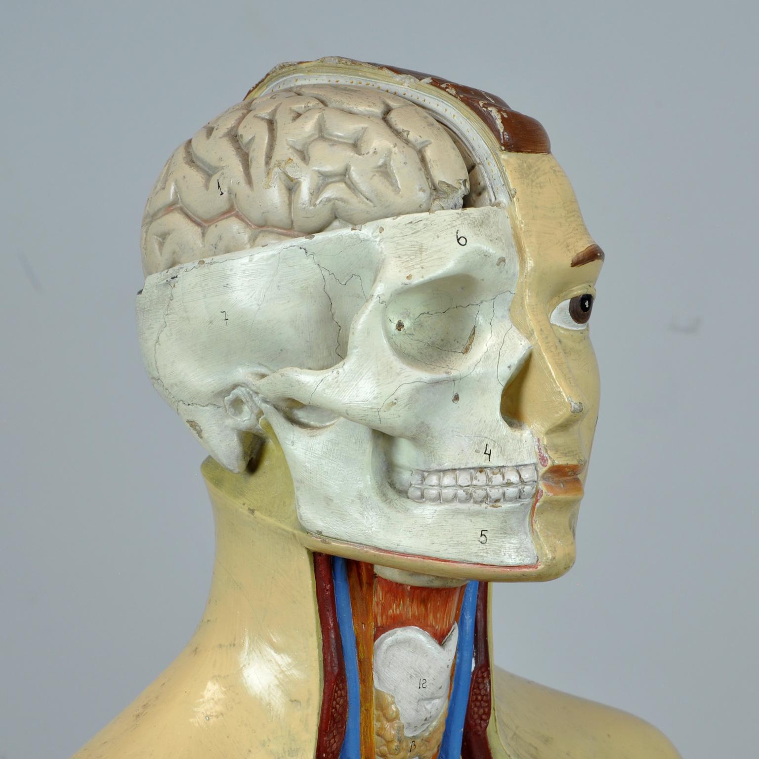 Anatomical Model, 1940s 1