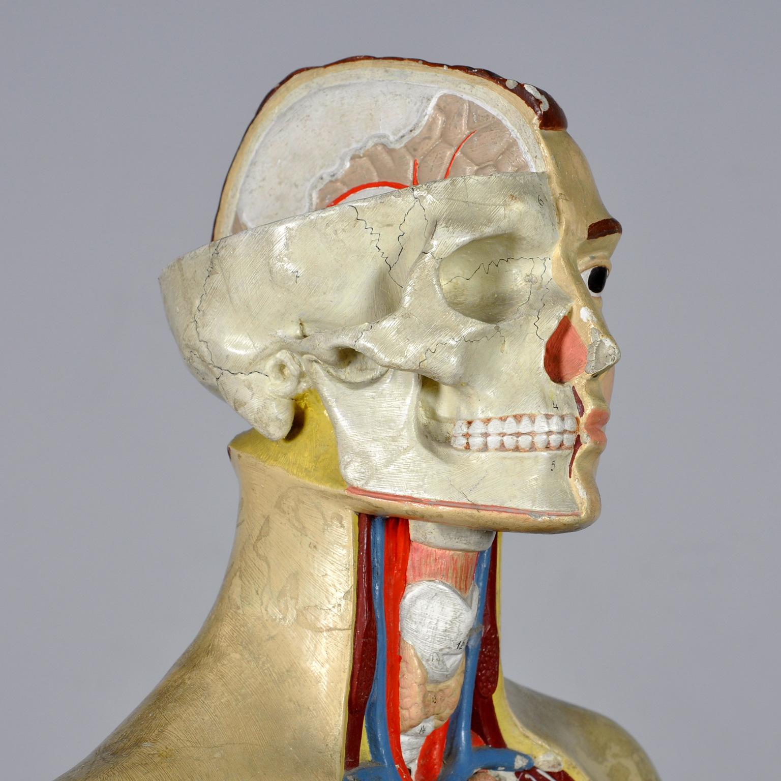 Anatomical Model, 1940's For Sale 1