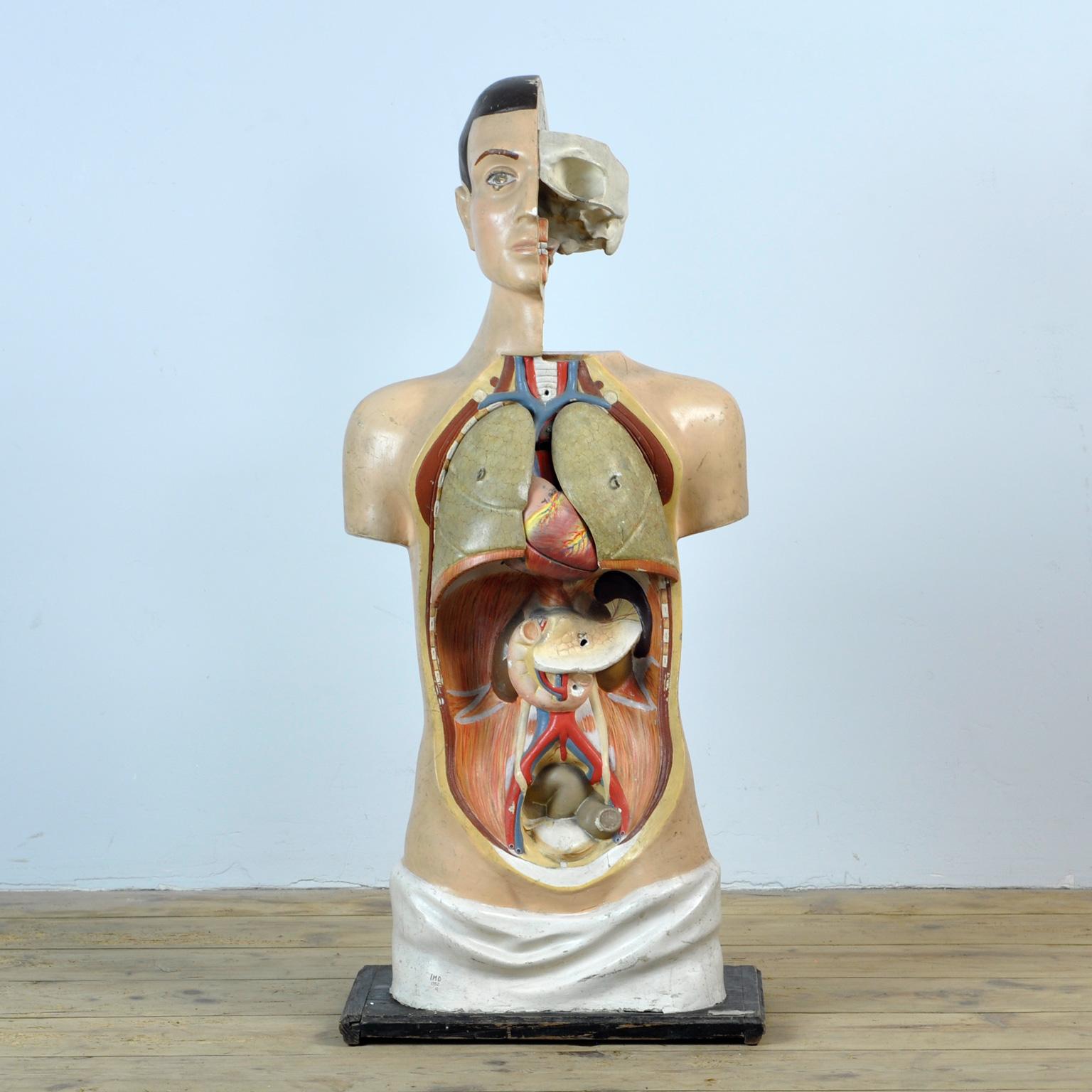 Anatomical Model, anno 1952 3
