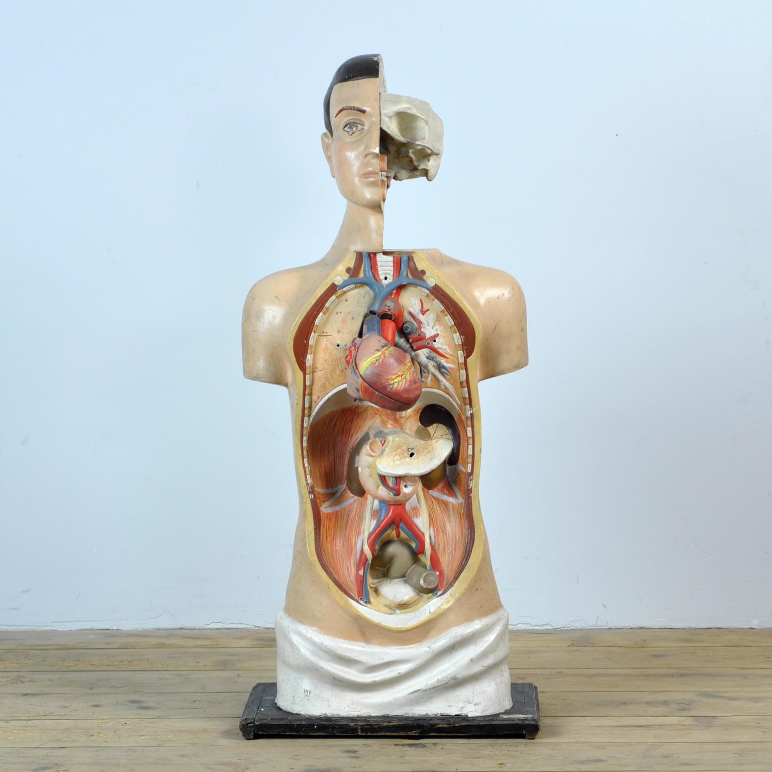 Anatomical Model, anno 1952 4