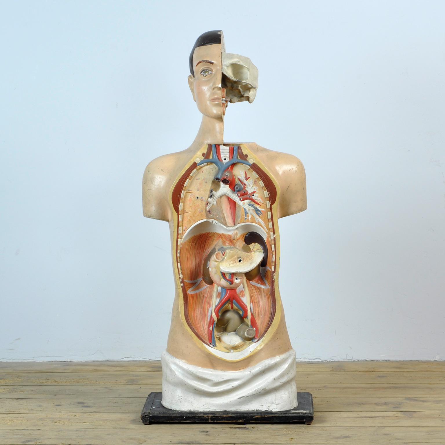 Anatomical Model, anno 1952 5