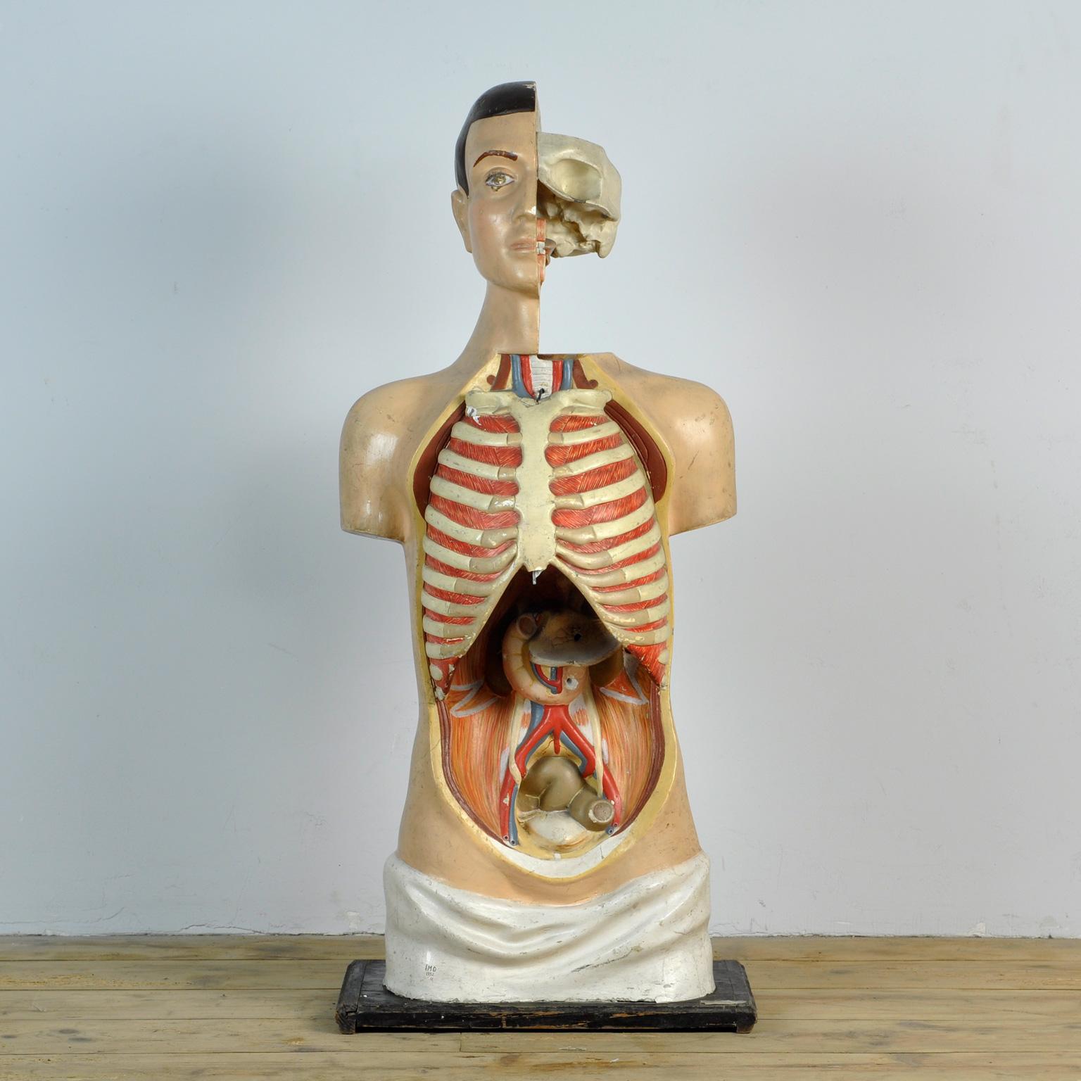 Vintage anatomical model made in the 1950s. It is made of plaster and metal tread. Hand painted and very detailed. The organs are removable and the model is in a good vintage condition with some minor defects and cracks on the surface. Some organs