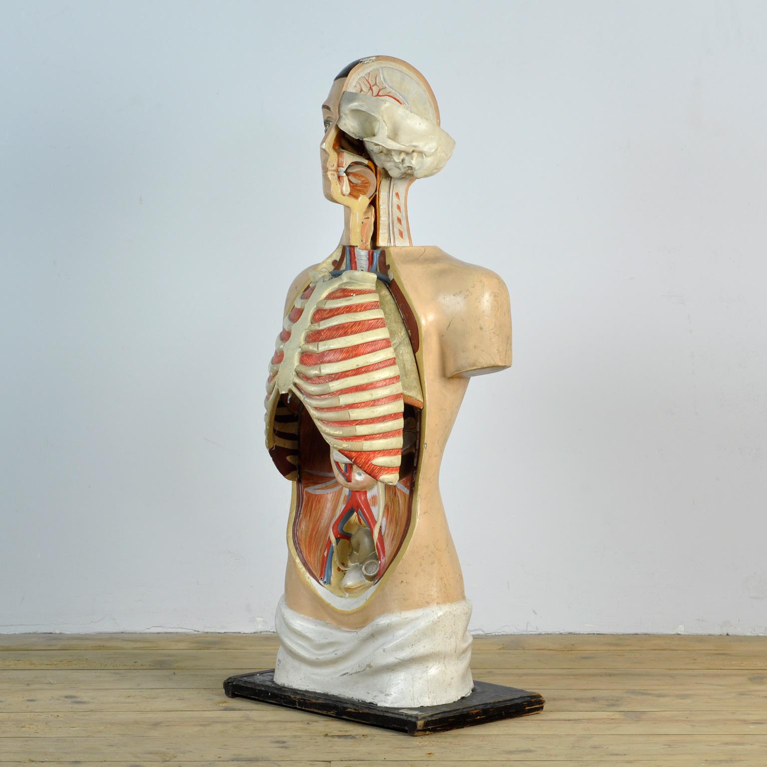 vintage anatomical model