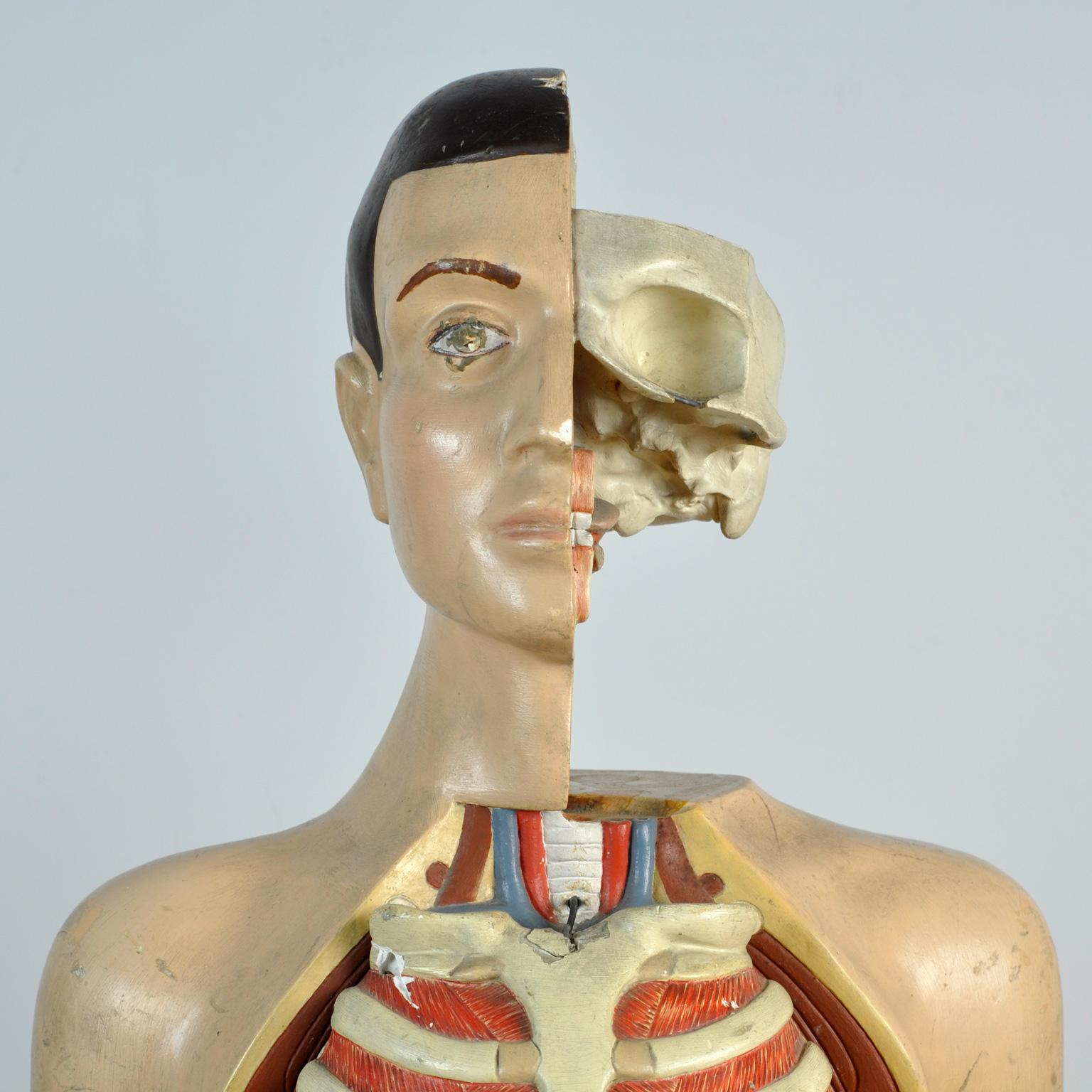 Romanian Anatomical Model, anno 1952