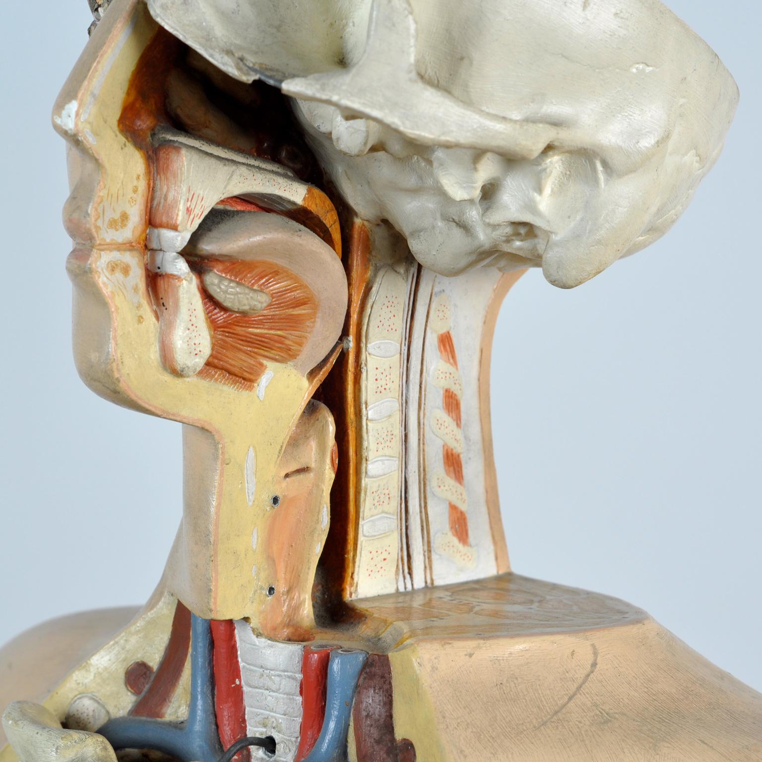 Mid-20th Century Anatomical Model, anno 1952