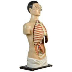 Anatomical Model, 1952