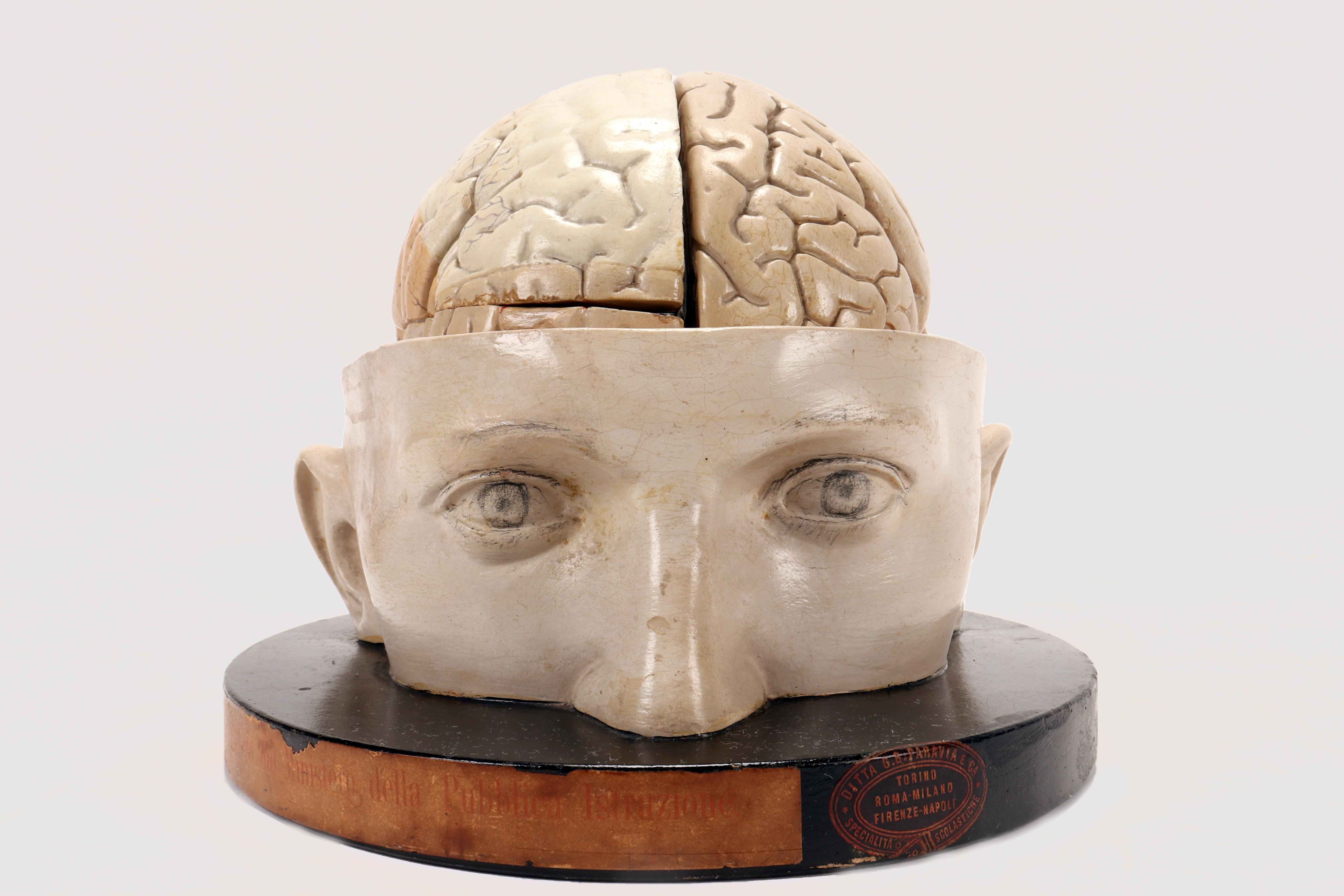 Anatomical model for schools, educational use, depicting the brain, divisible into three parts, inserted into a sectioned skullcap, all placed on a round plaster base painted black. Paravia, Milan, Italy circa 1920.