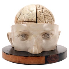 Anatomical model: a brain inserted into a sectioned skullcap, Italy 1920.