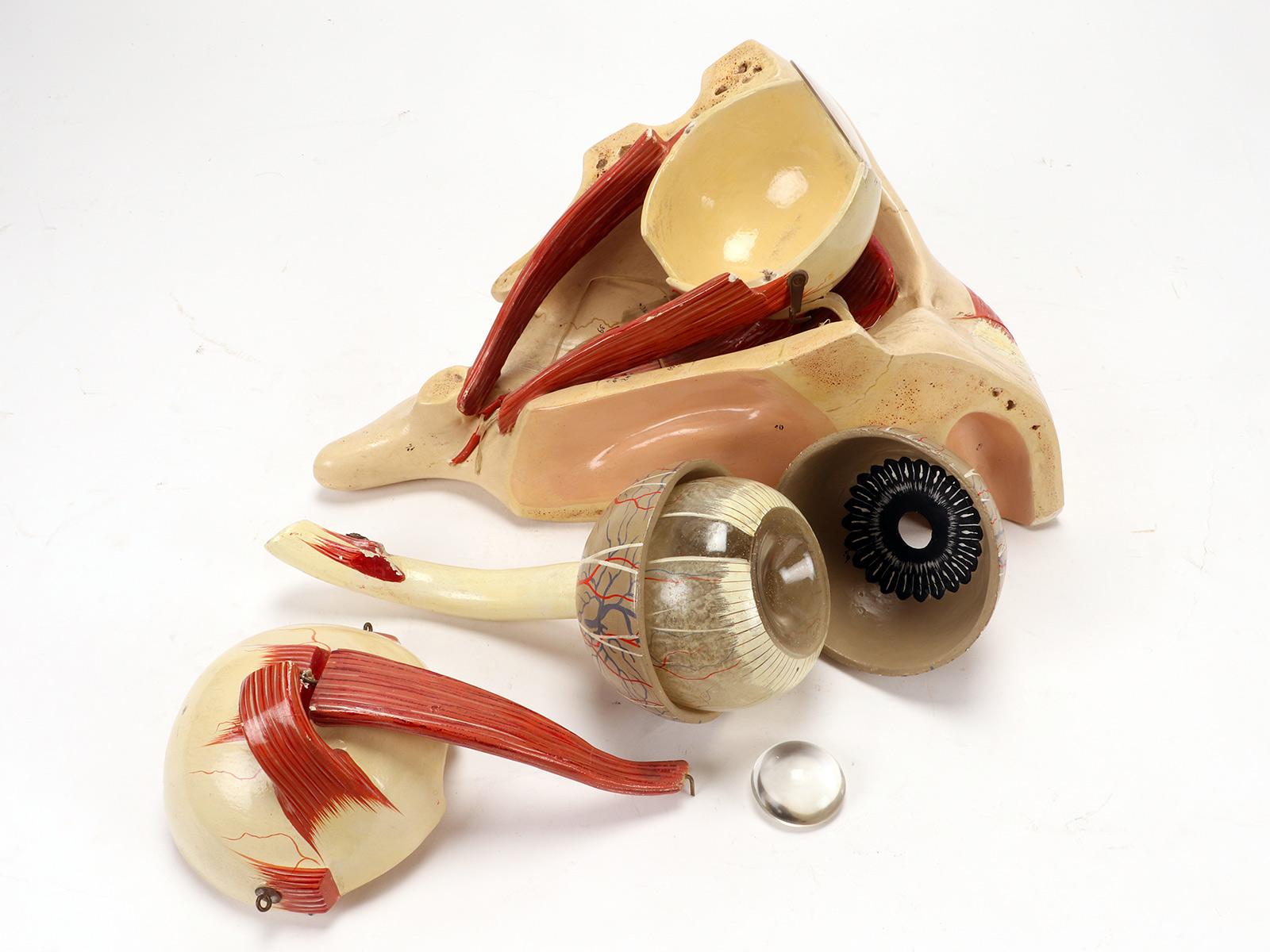 Anatomical model: a decomposable eyeball, Italy end of 19th century. For Sale 4