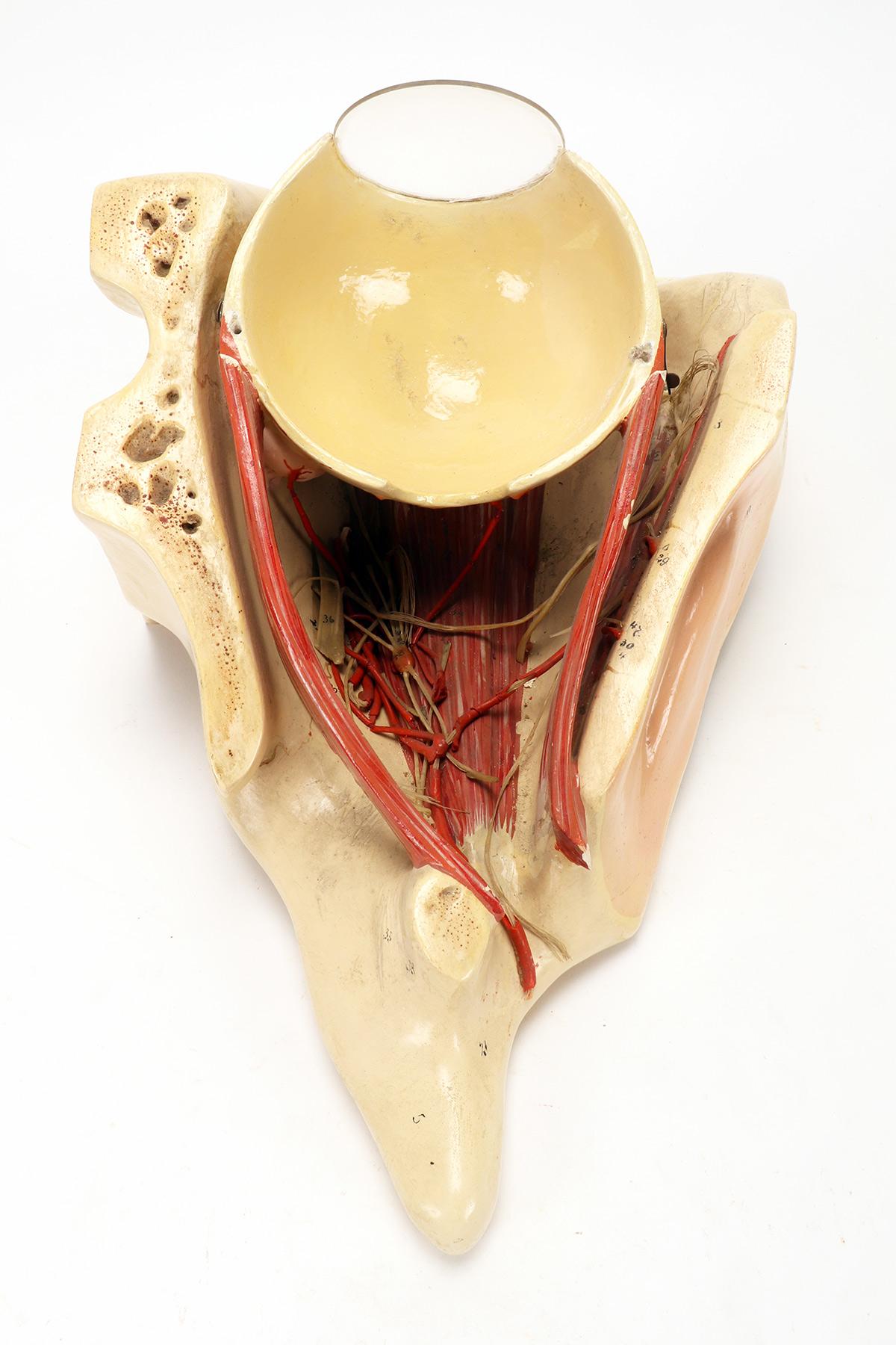 Anatomical model: a decomposable eyeball, Italy end of 19th century. For Sale 5