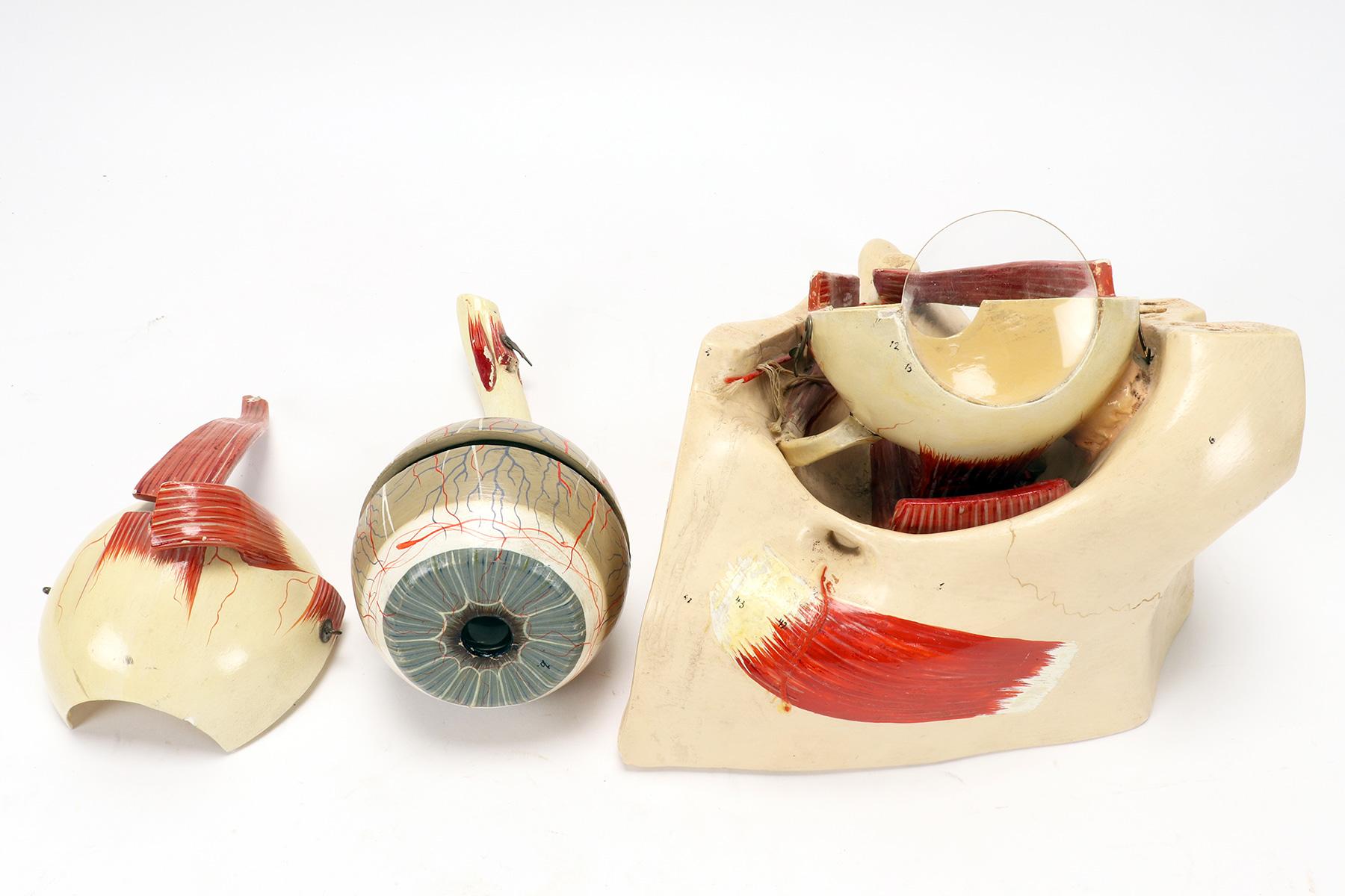 Anatomical model: a decomposable eyeball, Italy end of 19th century. For Sale 6