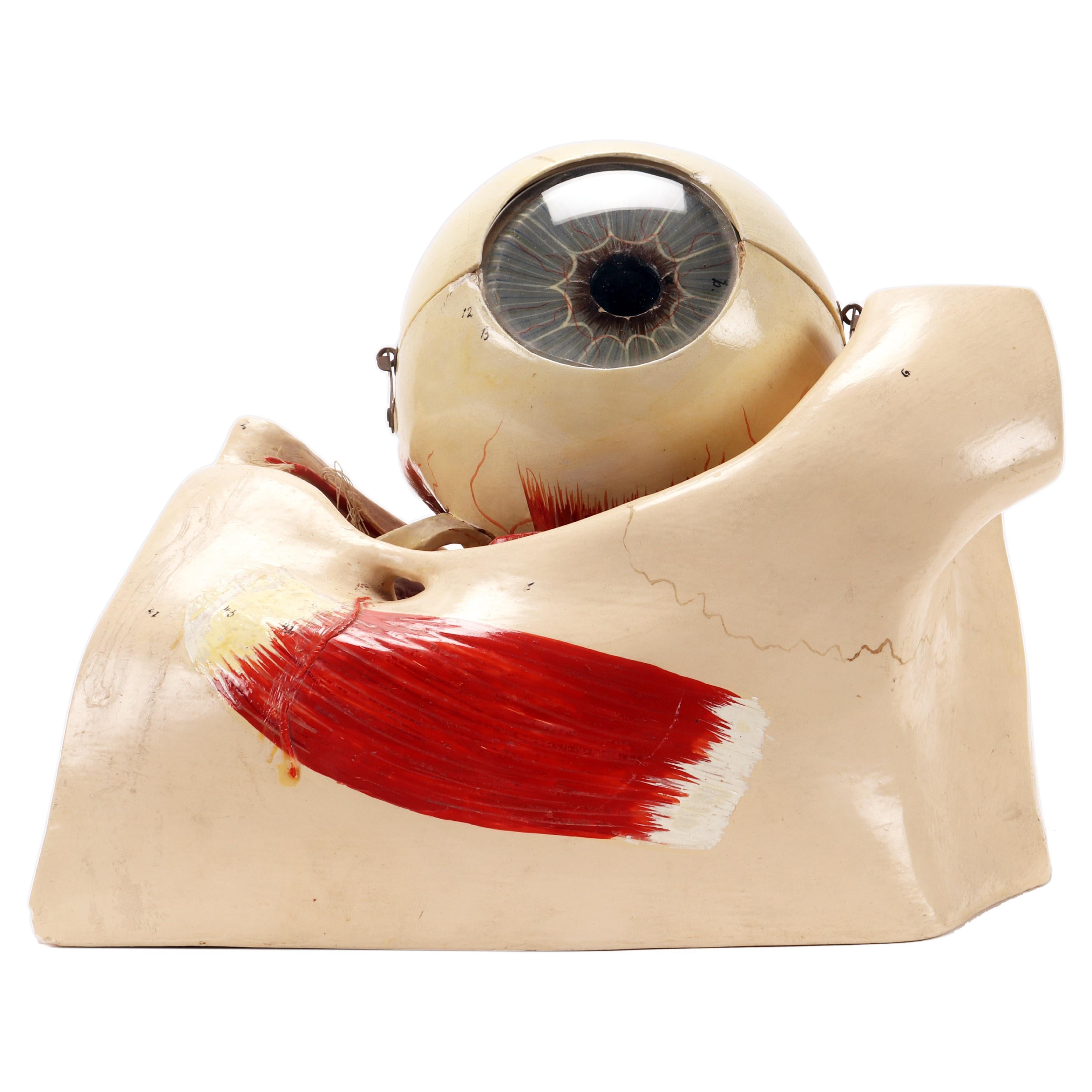Rare anatomical model for schools, educational use, depicting a decomposable eyeball, complete in all its parts, made of plaster, glass and painted paper mache, metal hooks. Italy circa 1890.