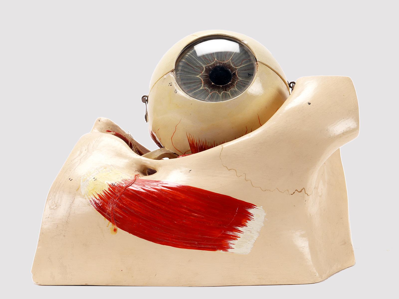 Italian Anatomical model: a decomposable eyeball, Italy end of 19th century. For Sale