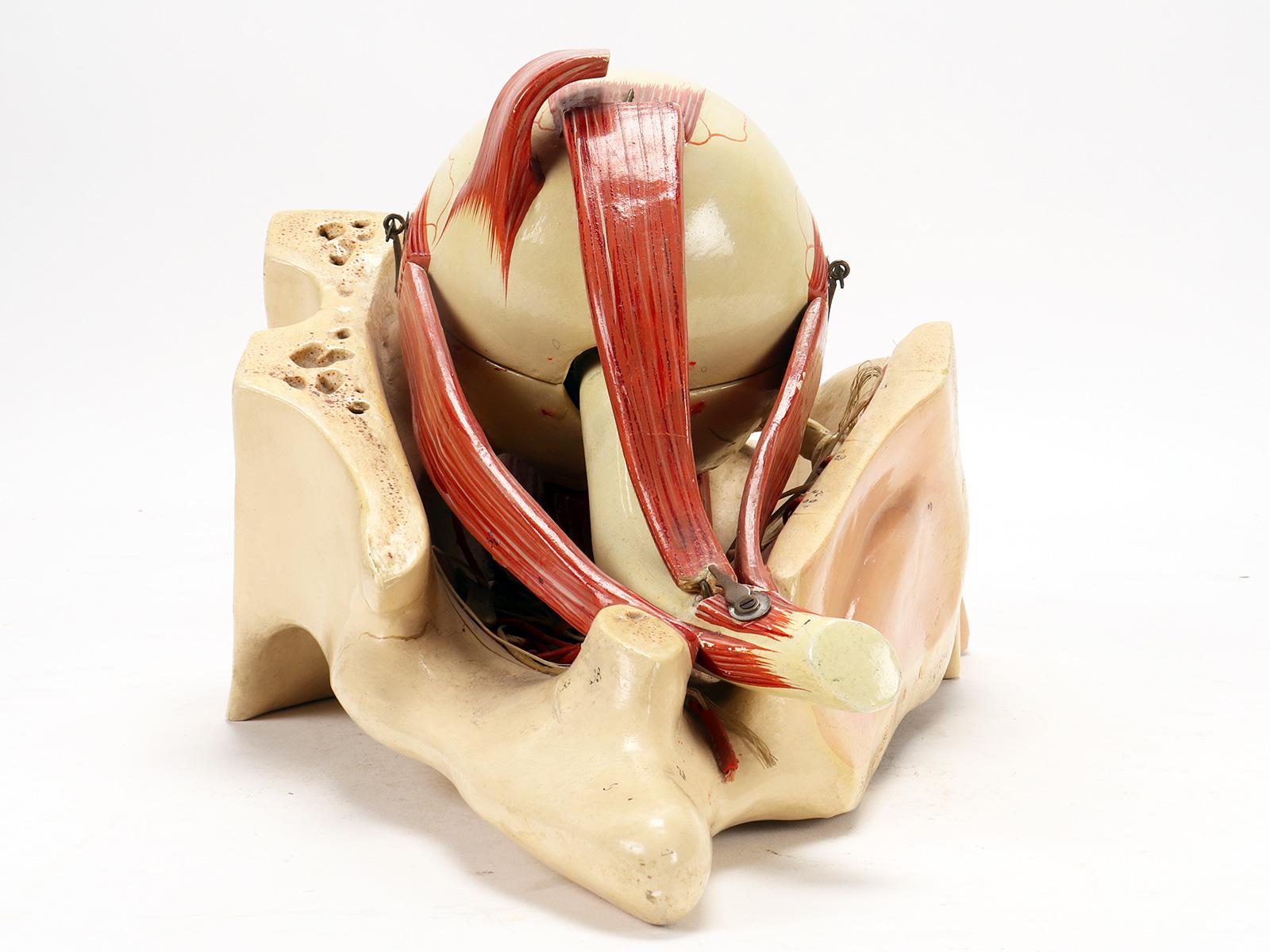 19th Century Anatomical model: a decomposable eyeball, Italy end of 19th century. For Sale