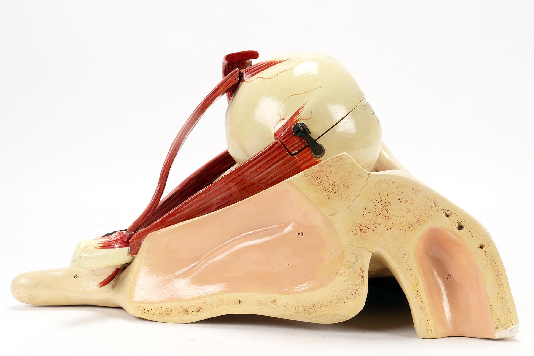 Métal Modèle anatomique : un globe oculaire décomposable, Italie, fin du 19e siècle. en vente