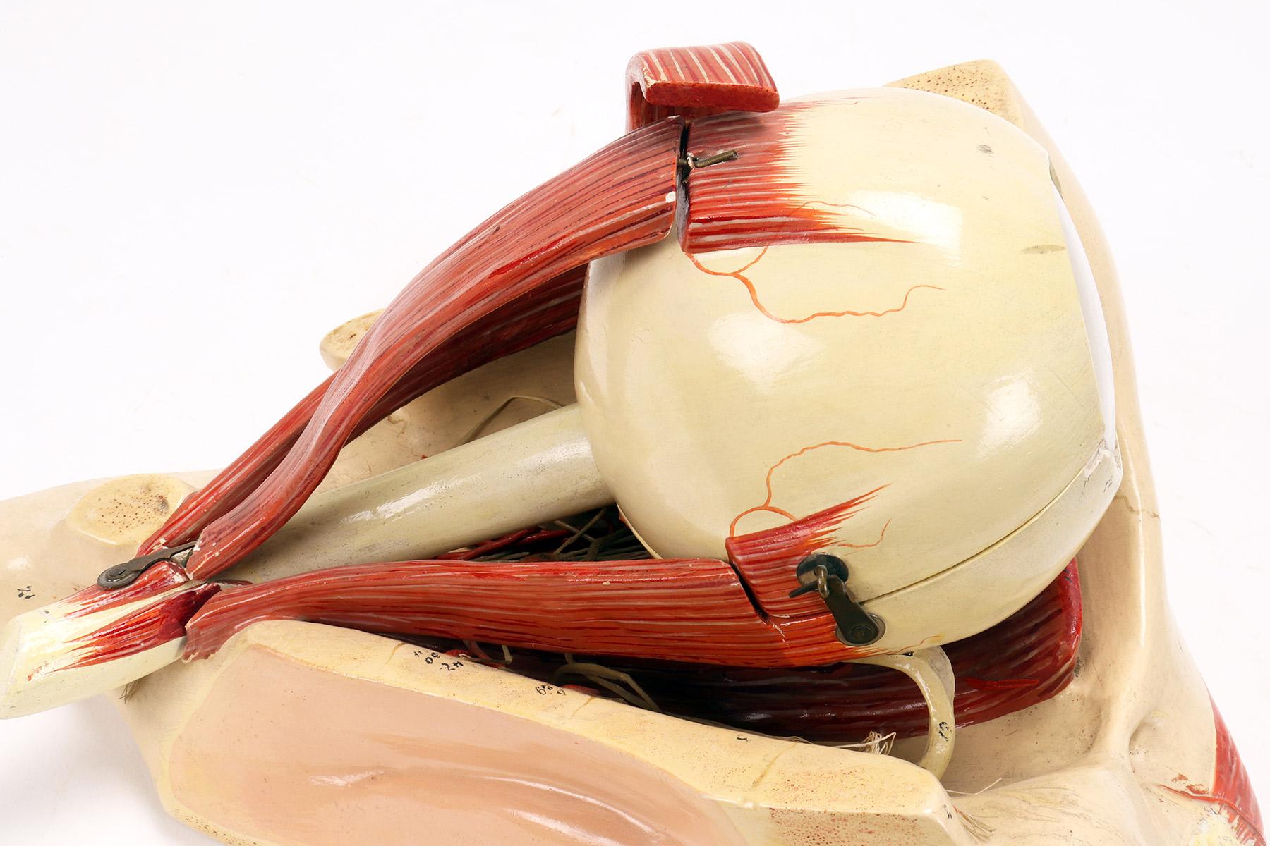 Anatomical model: a decomposable eyeball, Italy end of 19th century. For Sale 1
