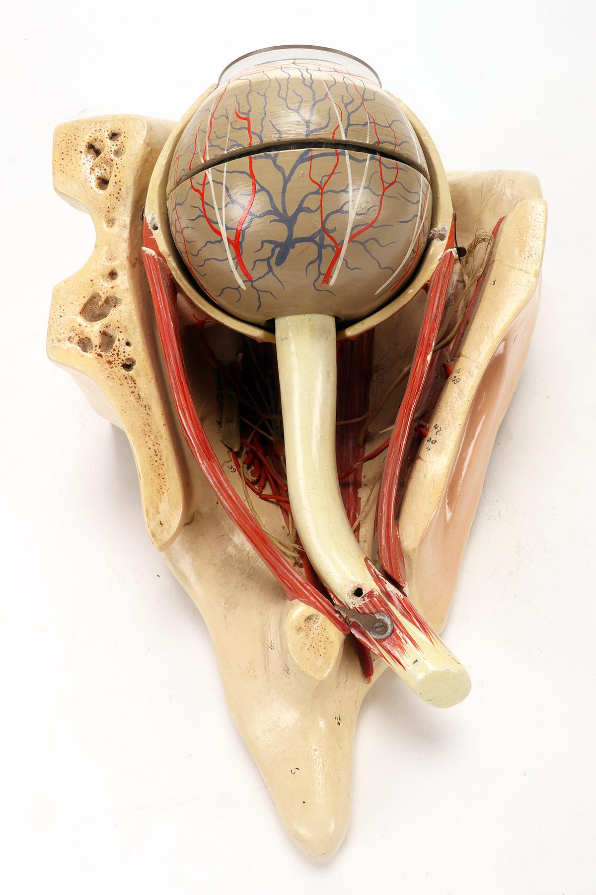 Anatomical model: a decomposable eyeball, Italy end of 19th century. For Sale 3