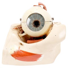 Used Anatomical model: a decomposable eyeball, Italy end of 19th century.